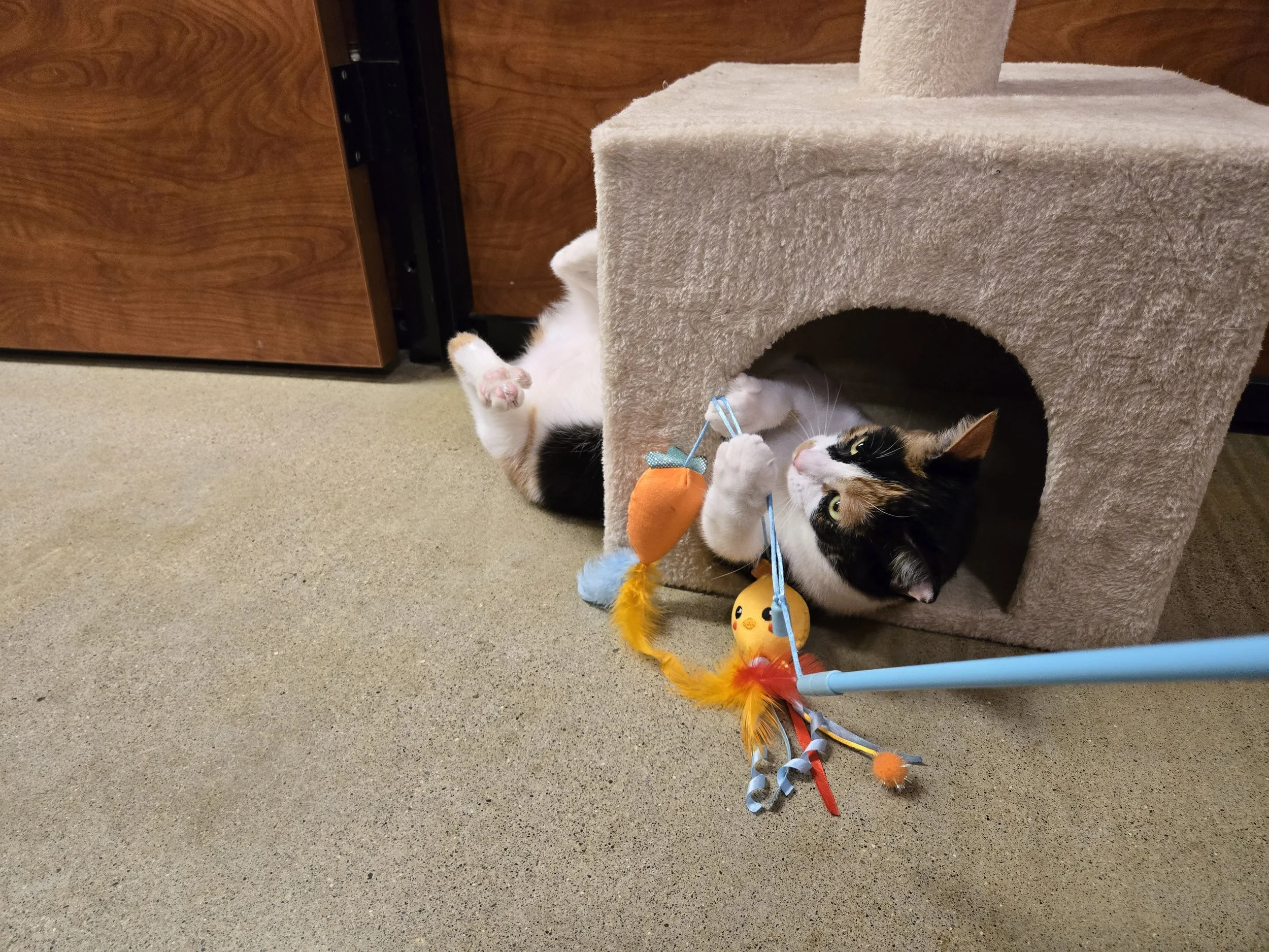 Princess Adora 8.jpg