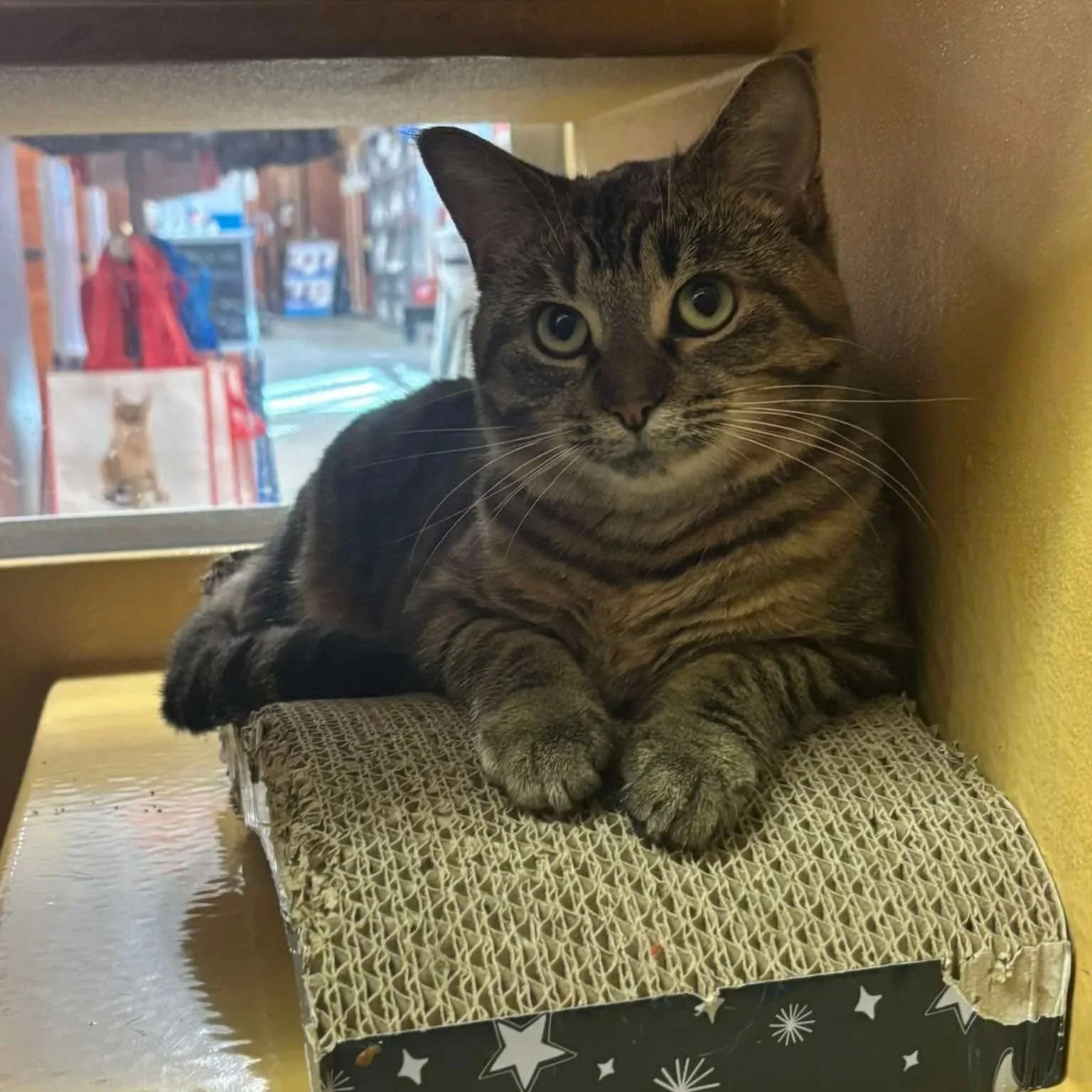 Biscotti+10.jpg