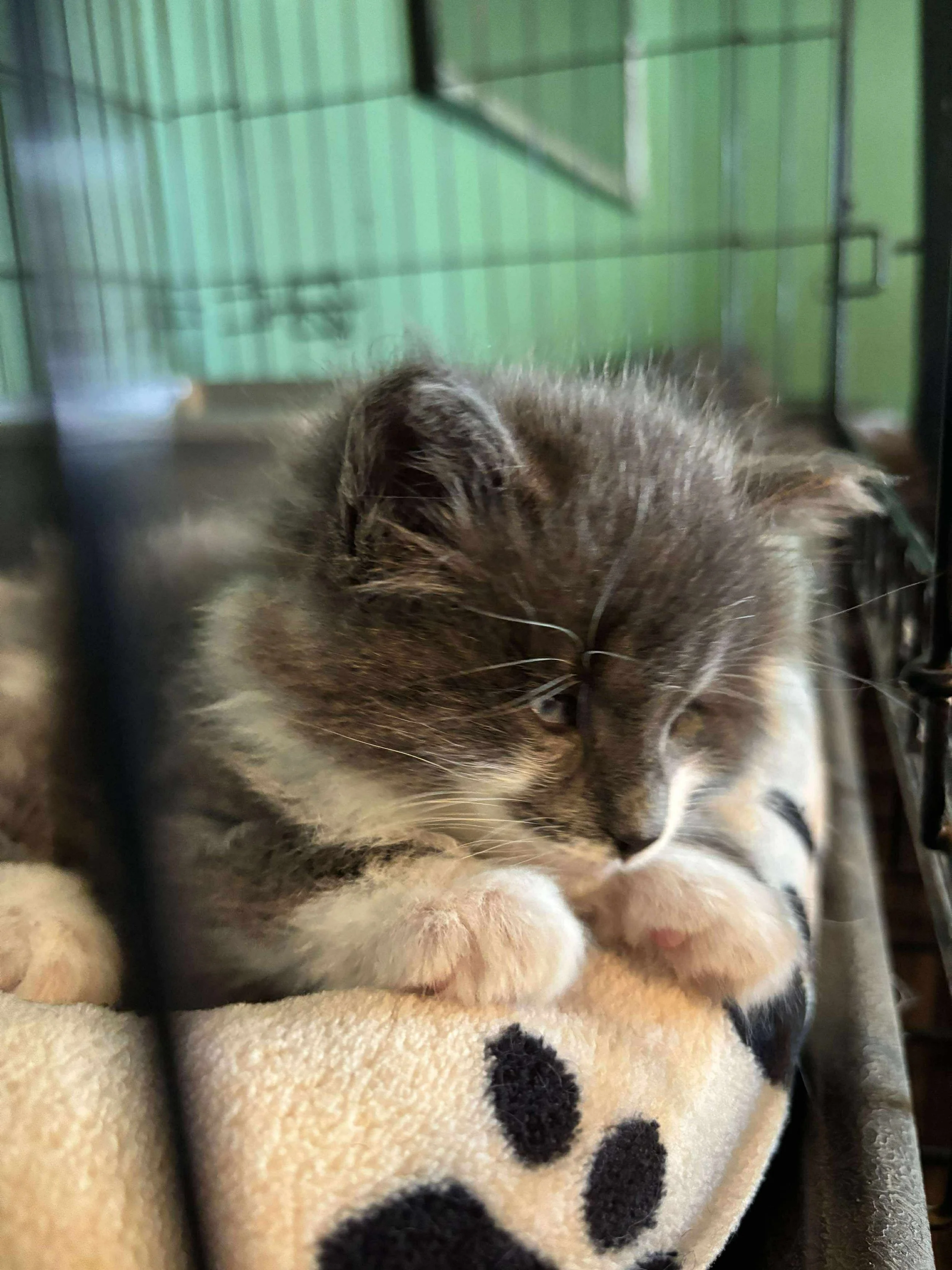 Gandalf the Grey 10.JPG