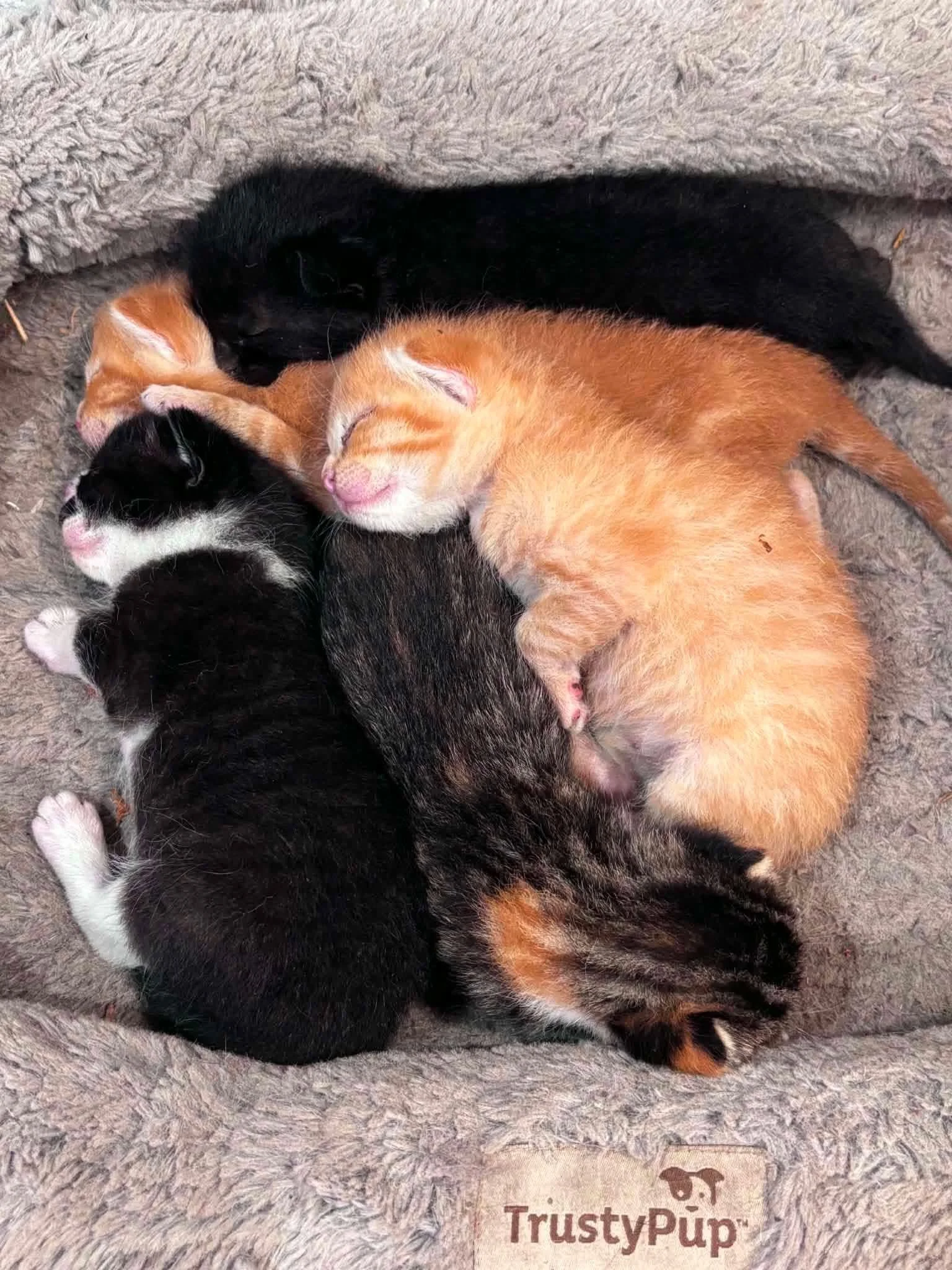 Charlotte's Kittens.jpg