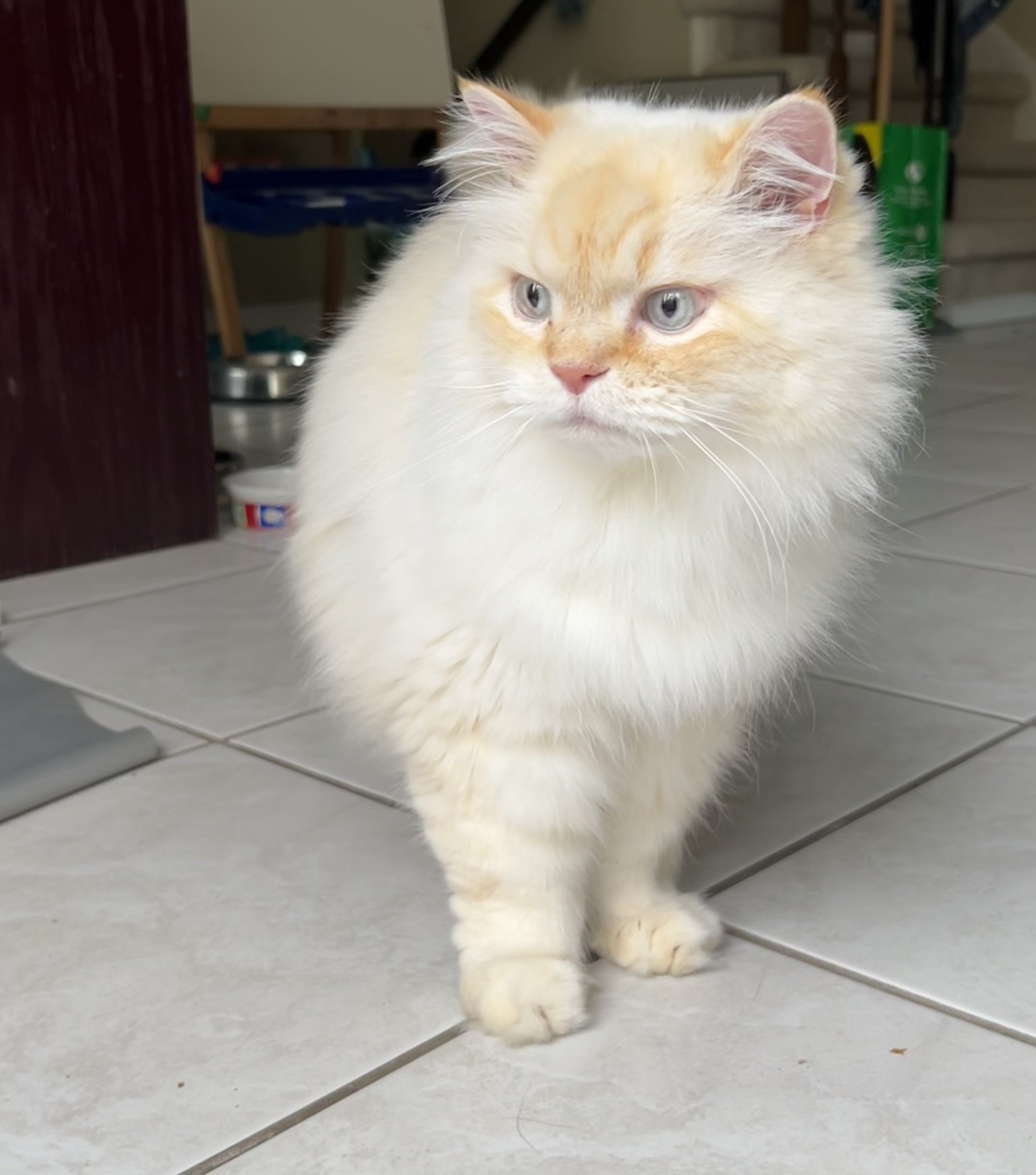 Fluffy3.jpeg