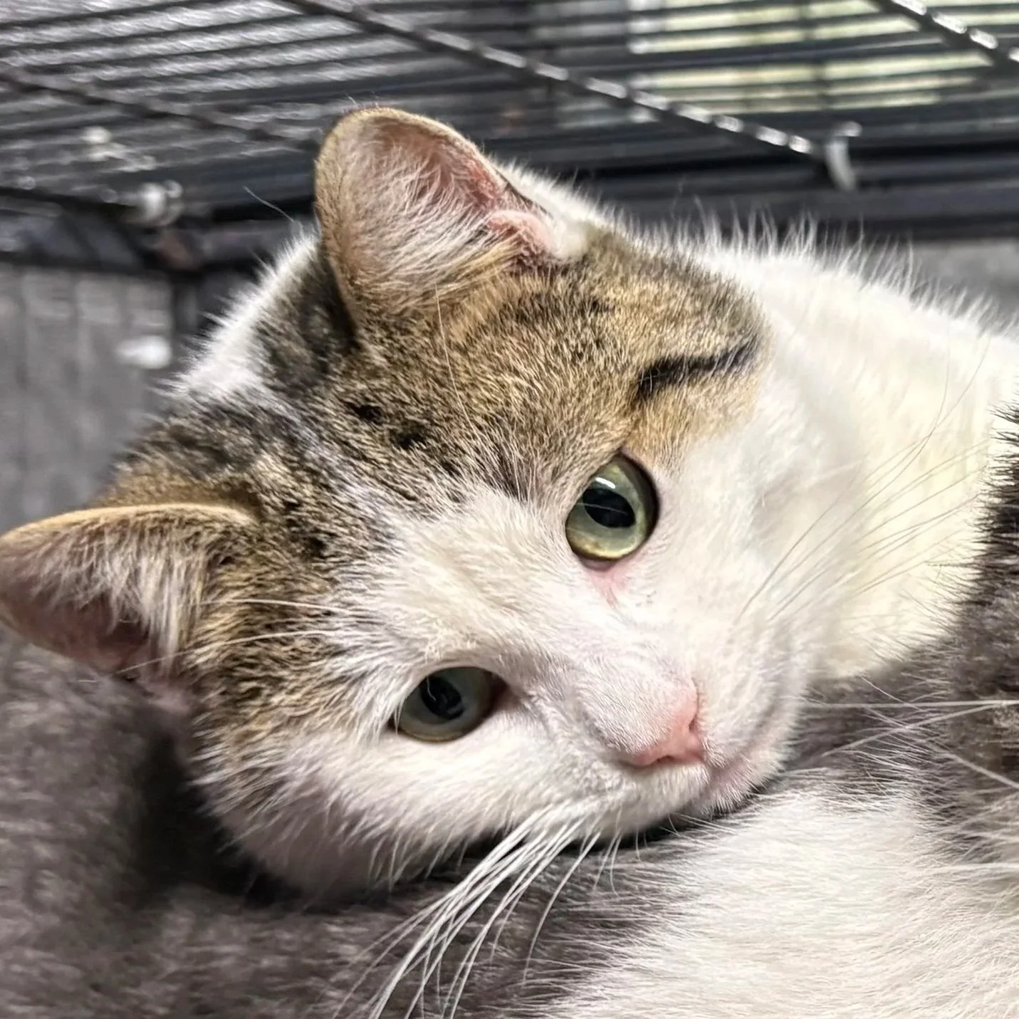 Raiden (bonded with Raina)