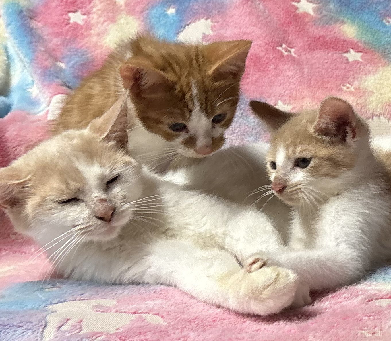 Clementine, Gooseberry & Kumquat.jpg