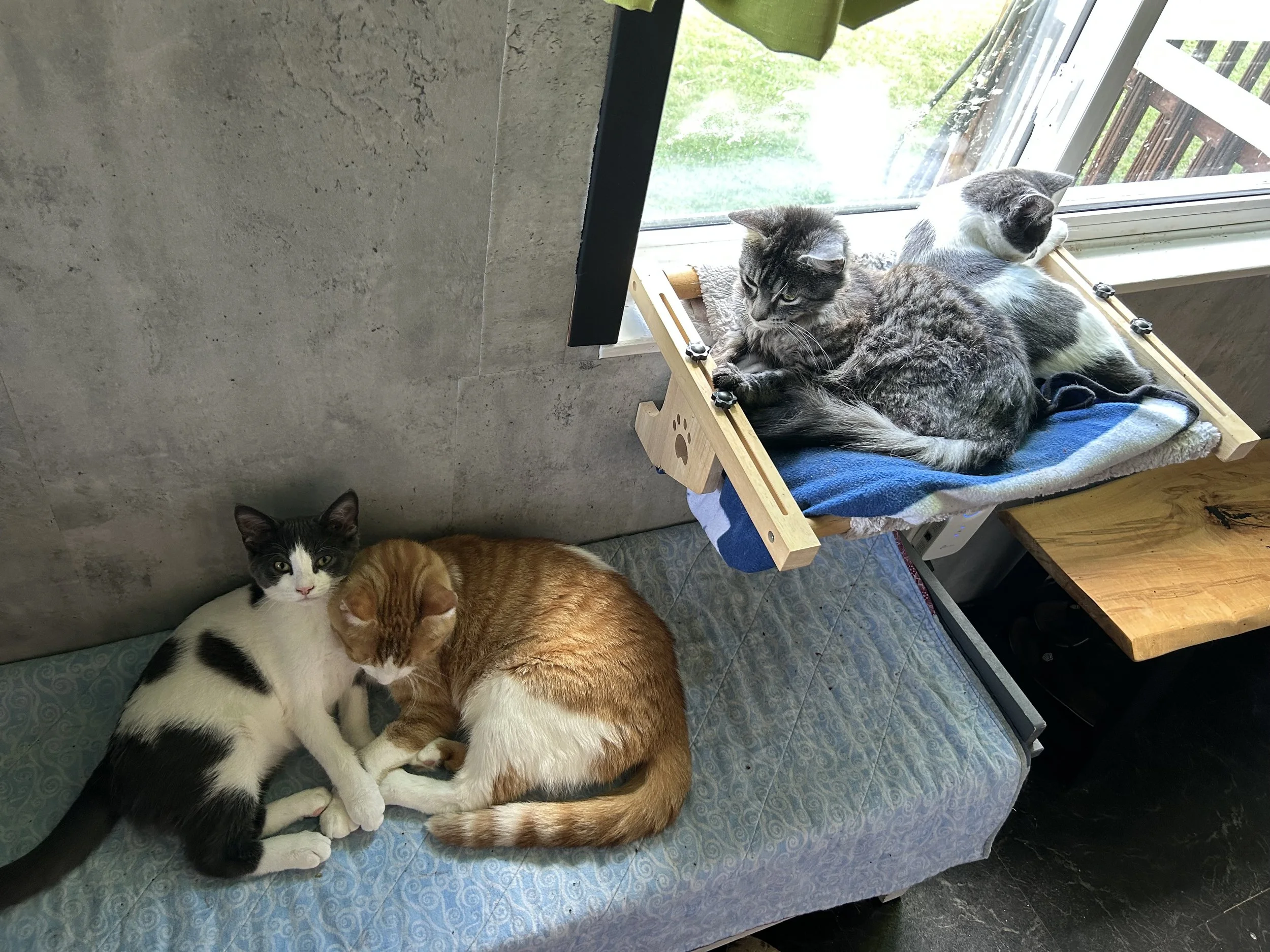 Smokie, Bandit & friends2.jpeg