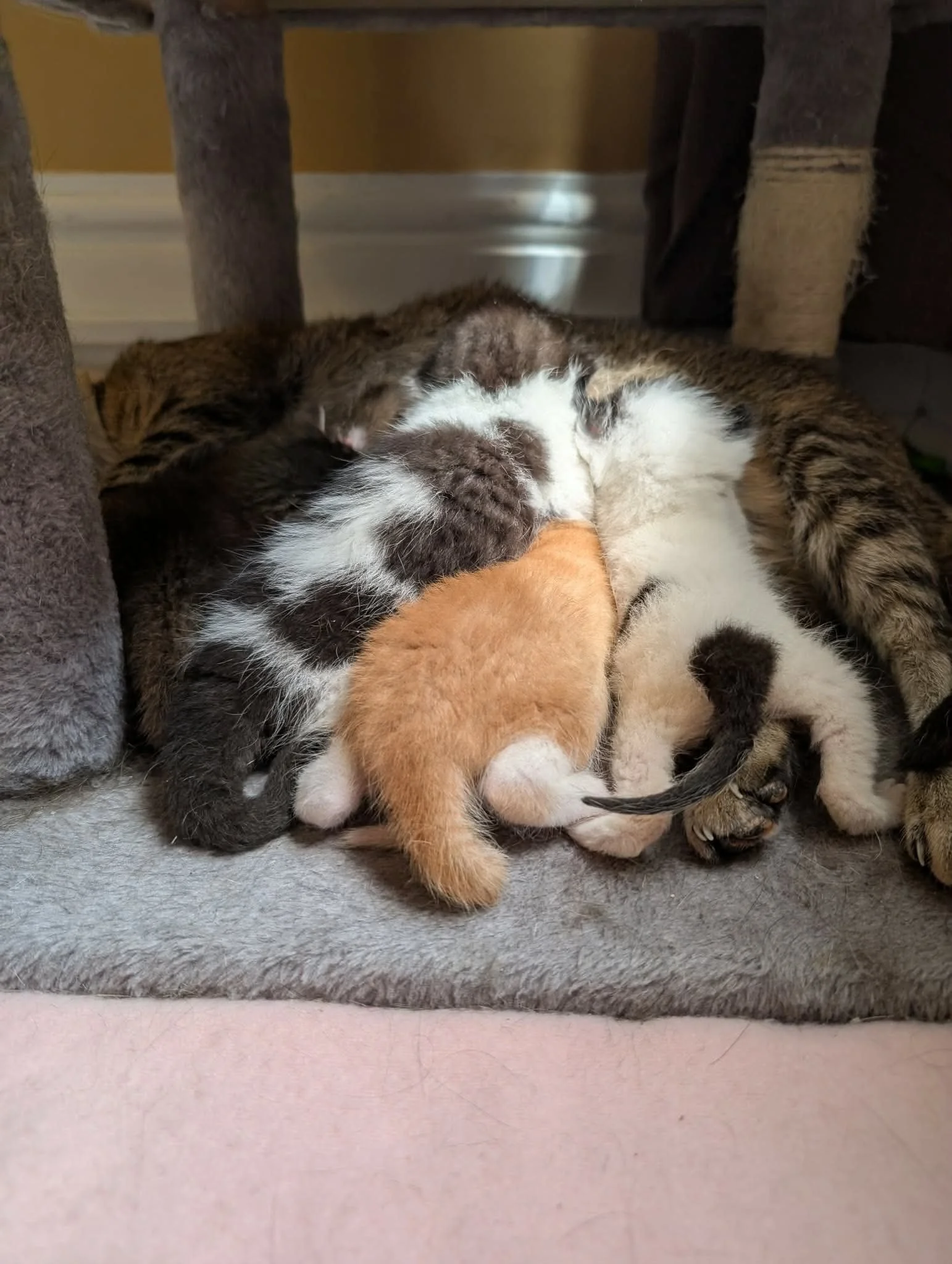 Fidget, Squiggle & Twitch 2.jpeg