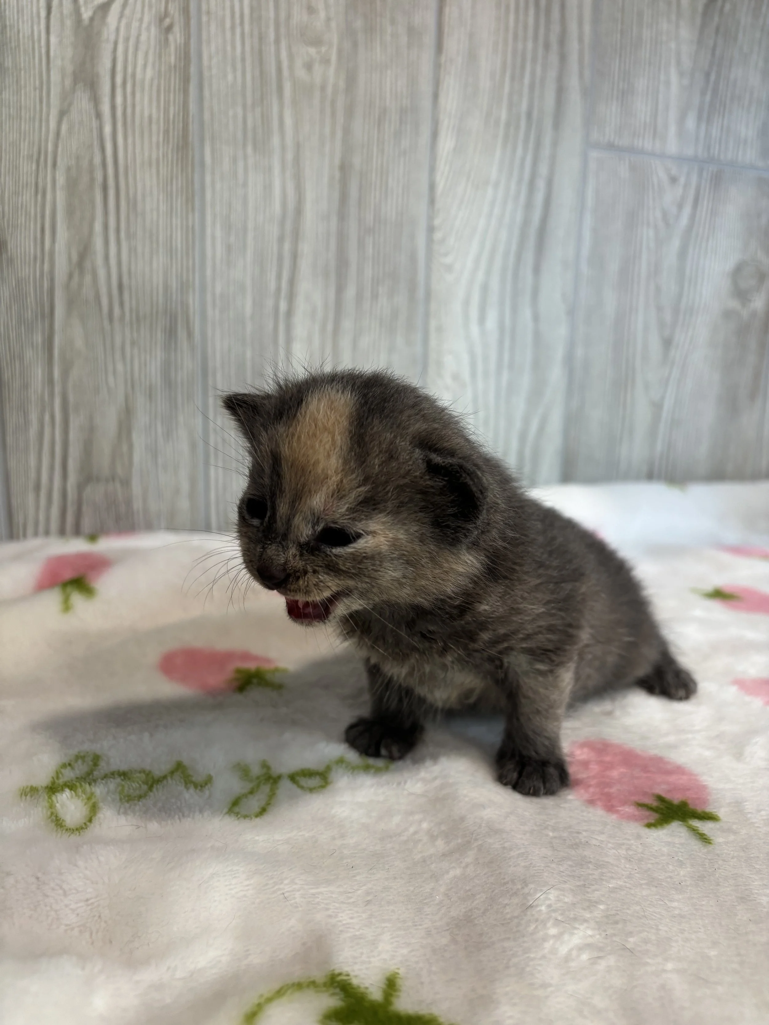 Princess Daisy 4.jpg