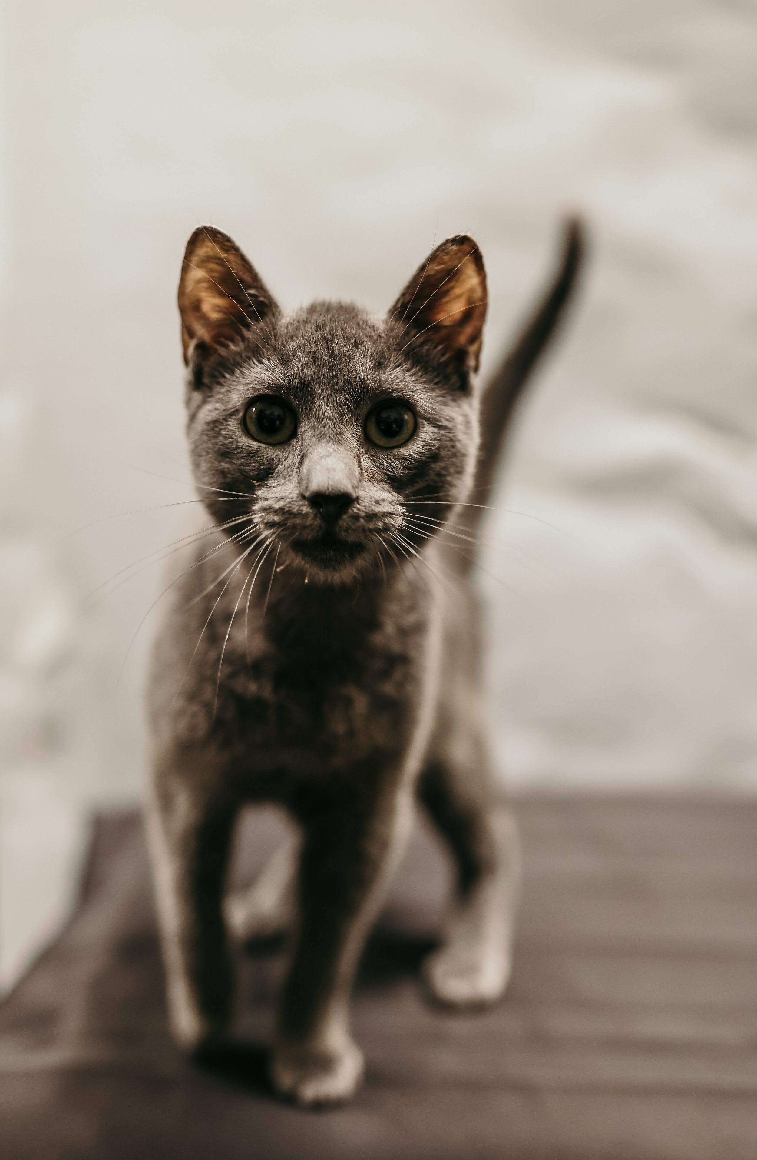 Pedro