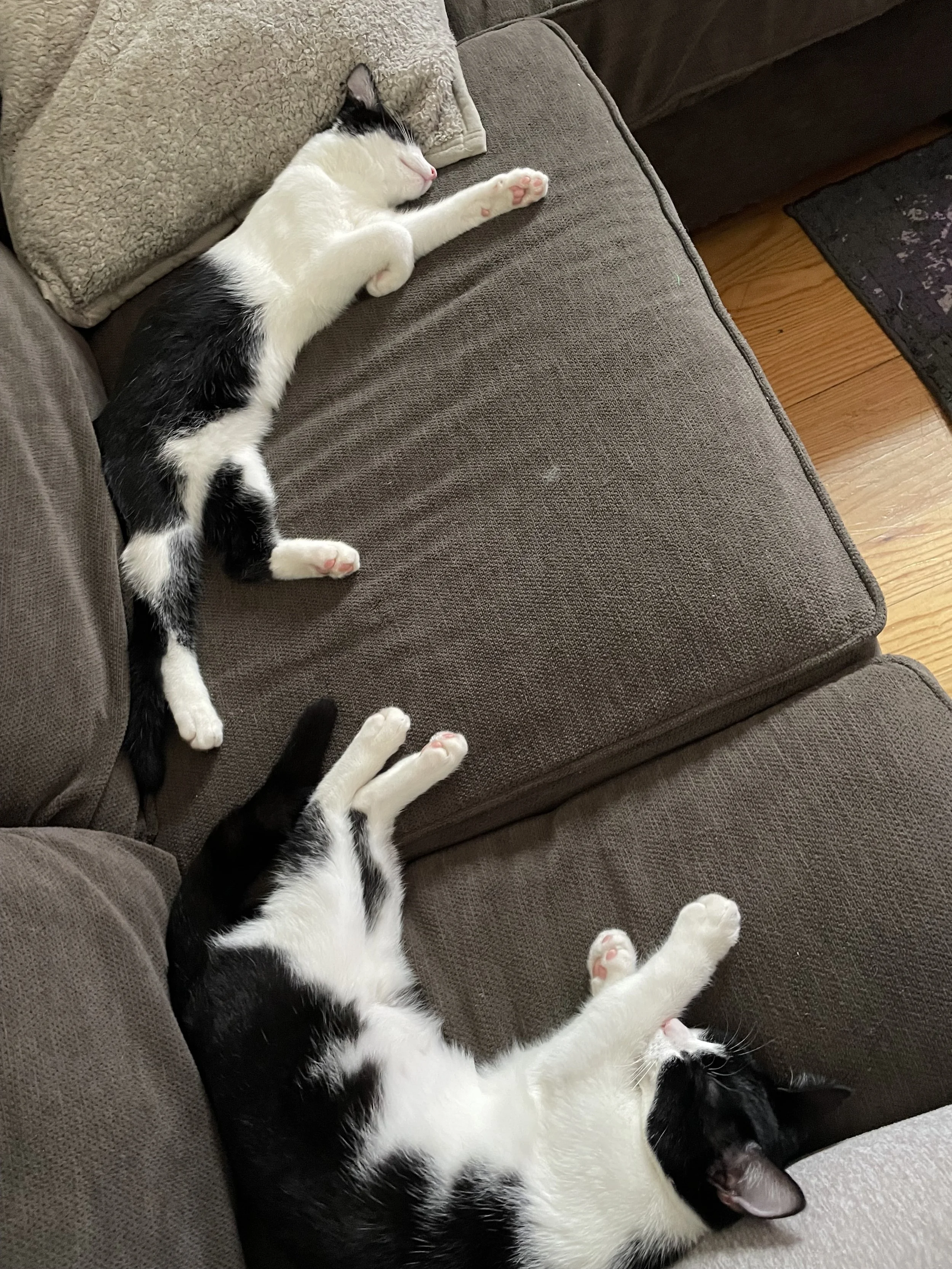 Flash & Shimmer1.jpeg