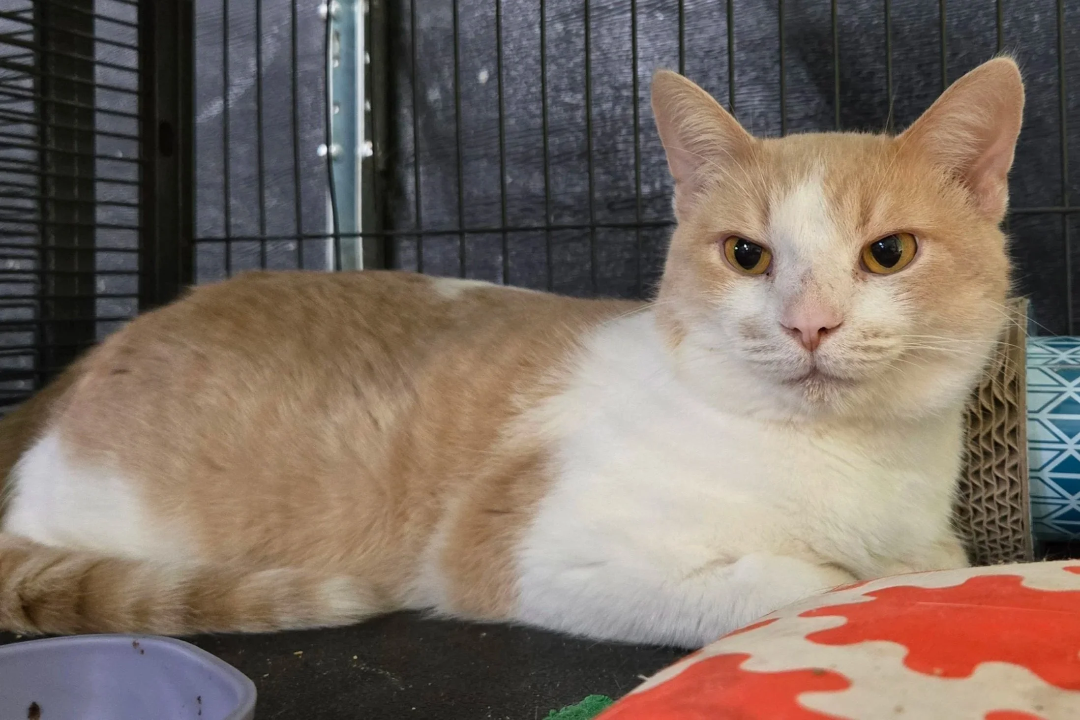 Sunny (bonded with Nugget)
