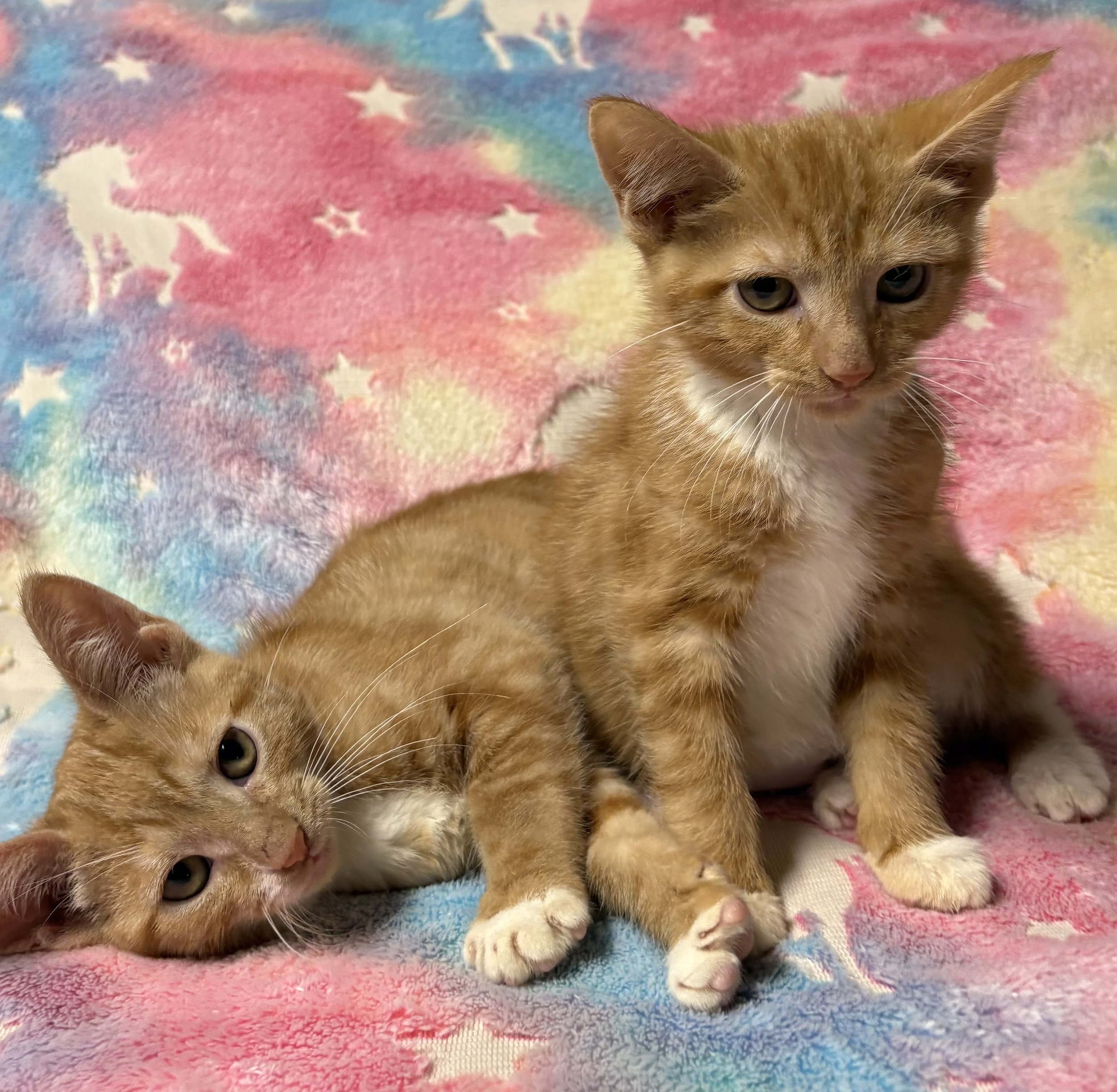 Apricot & Mango.jpg