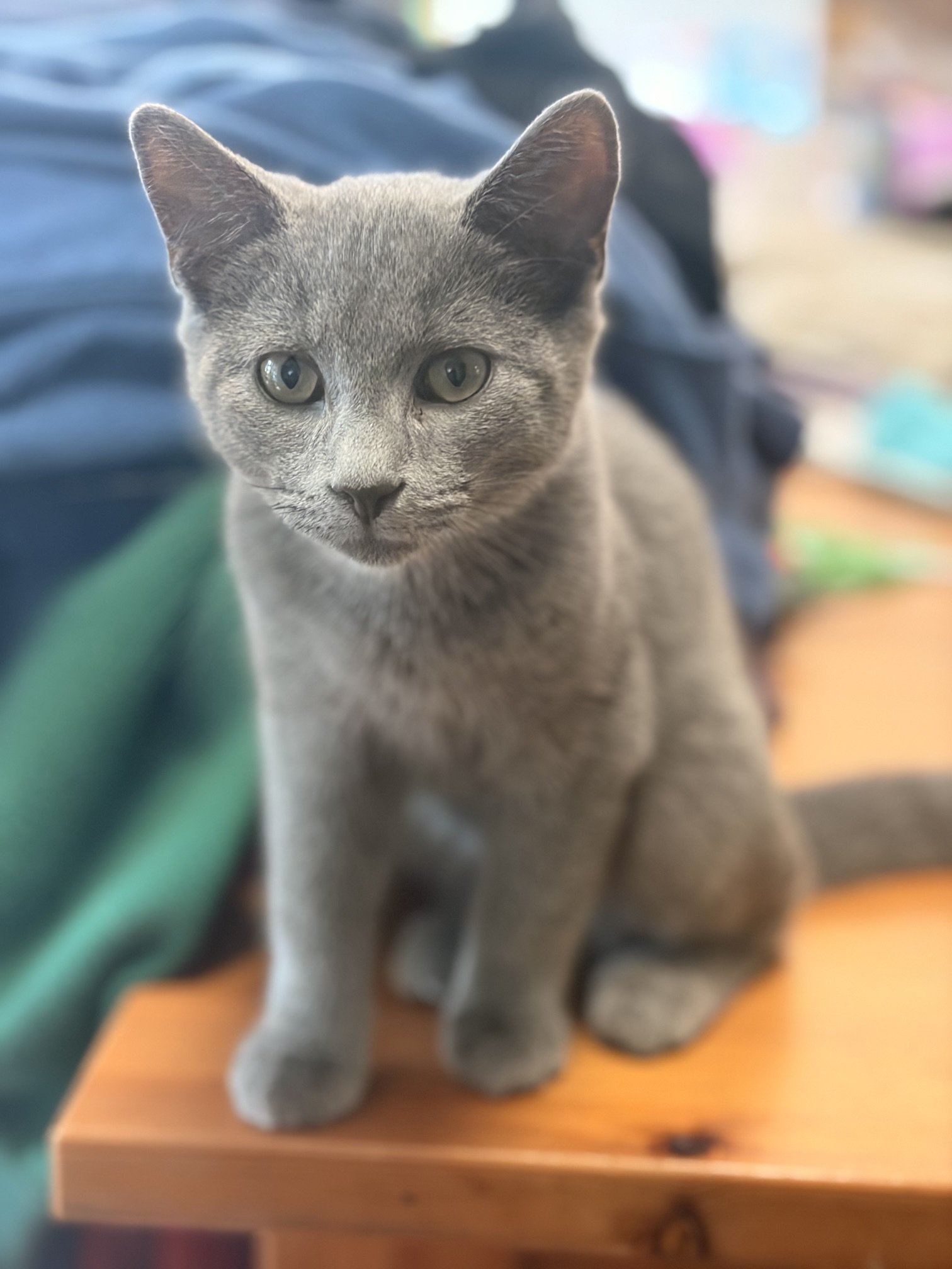 Smokey 3.jpeg