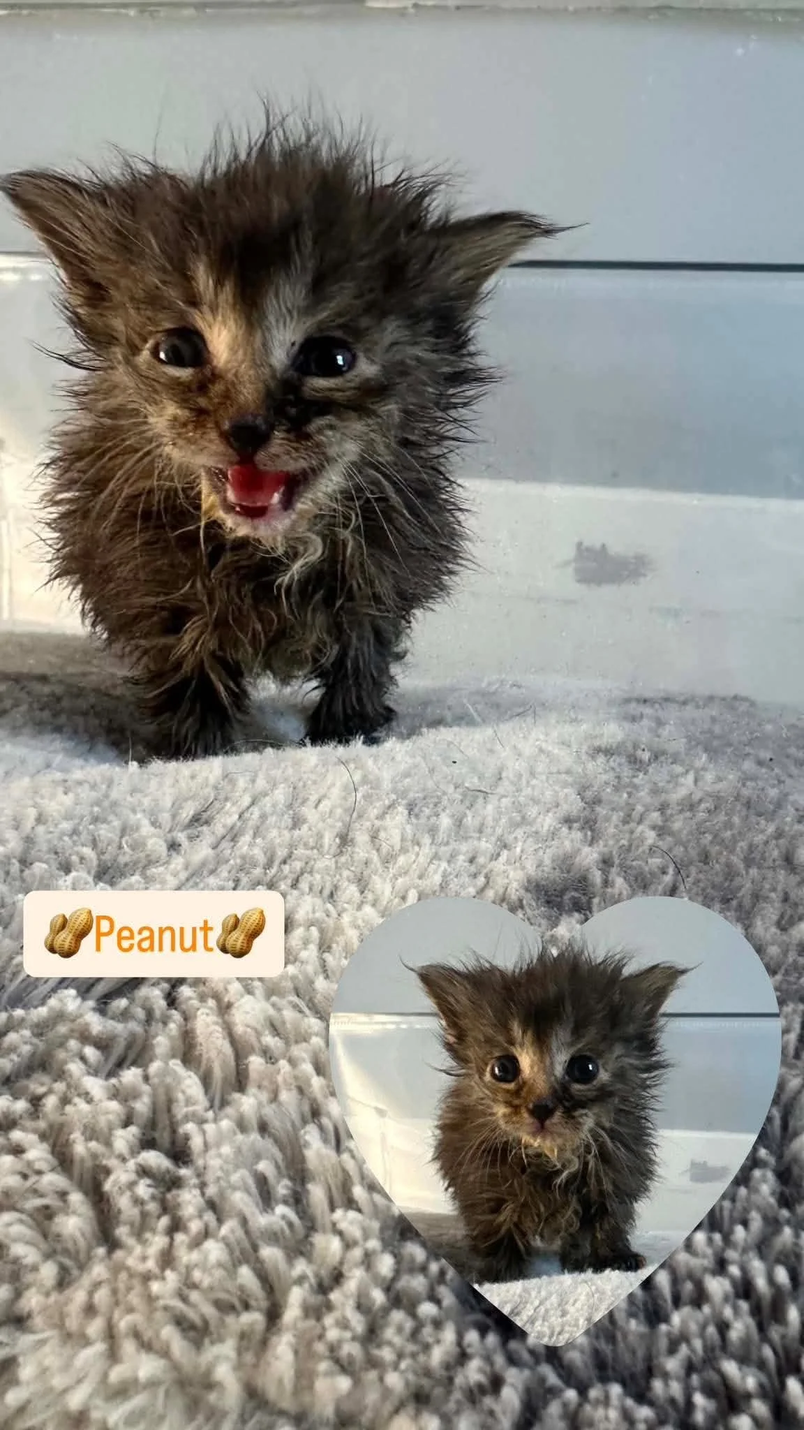 Peanut (2).jpg