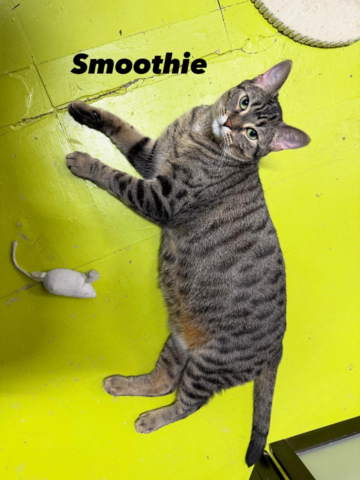 smoothie new 1.jpg