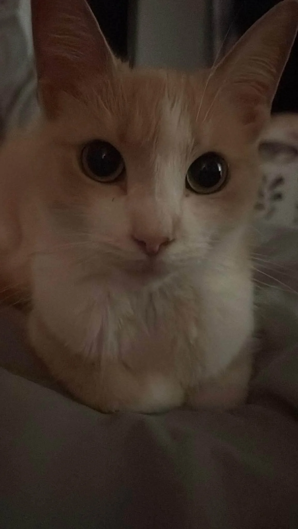 Lola