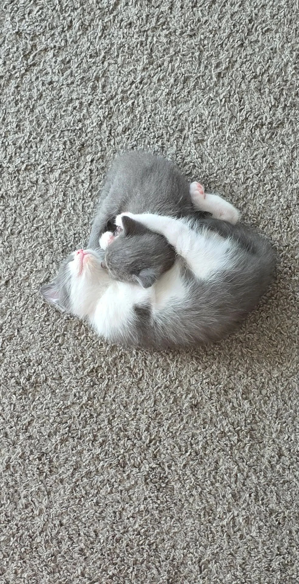 Heatwave & Chip.jpg