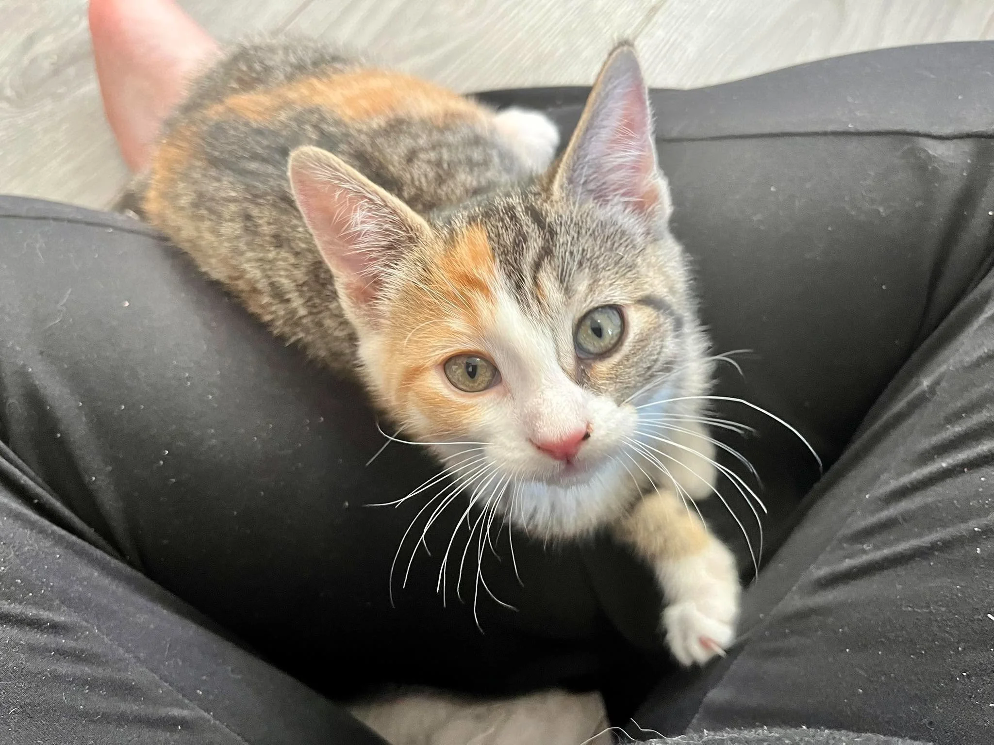 Lily 10.jpg