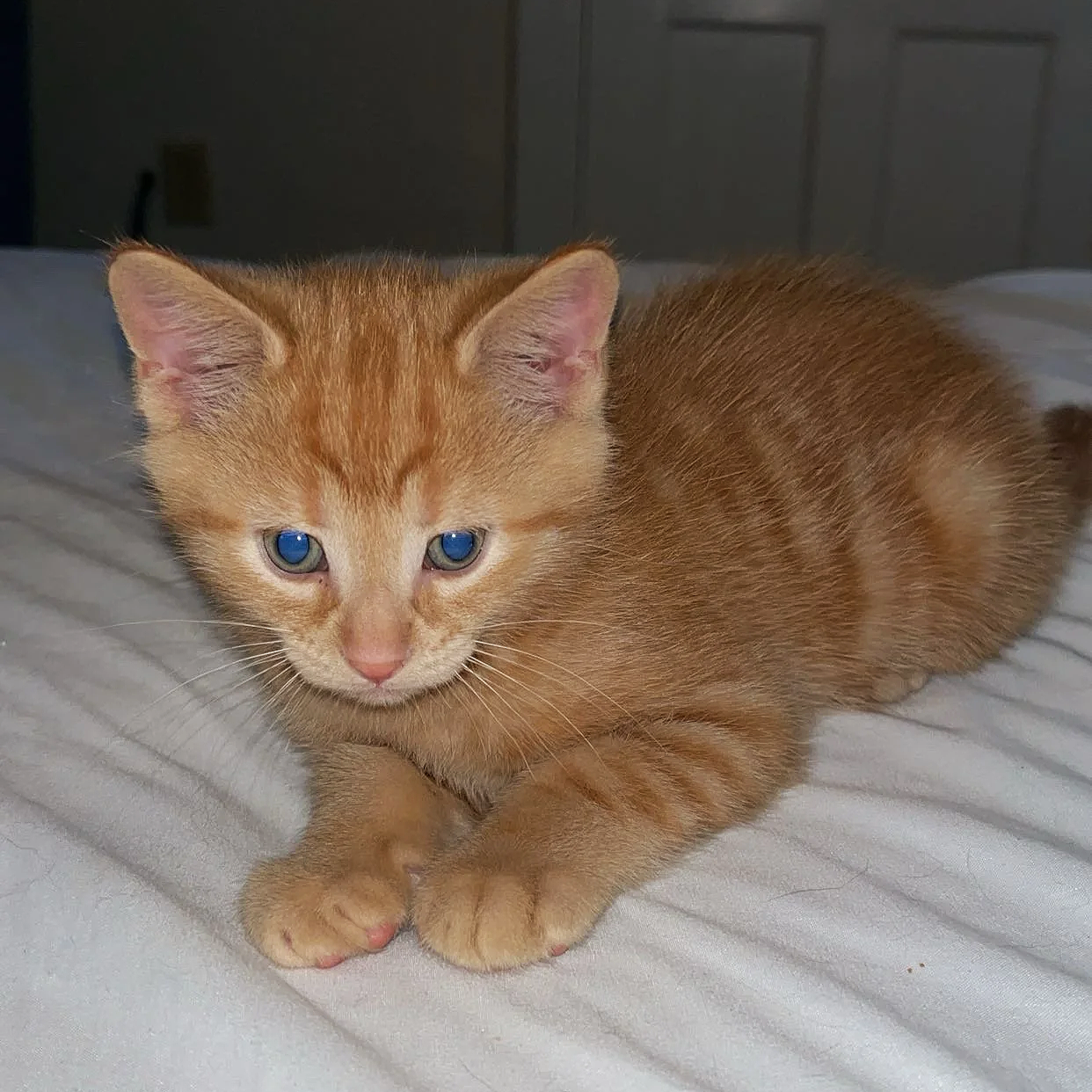 Franklin