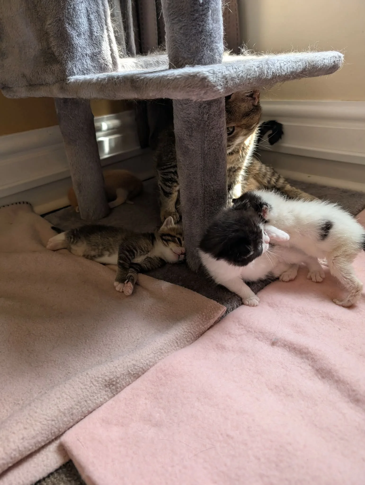 Fidget, Squiggle & Twitch 3.jpeg