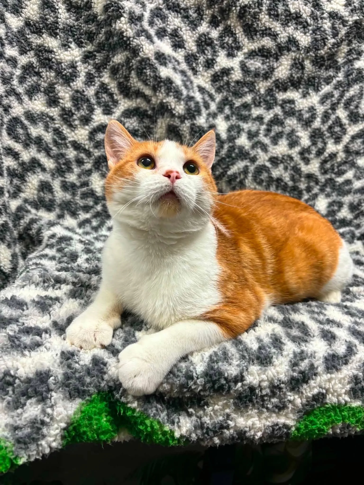 Prince