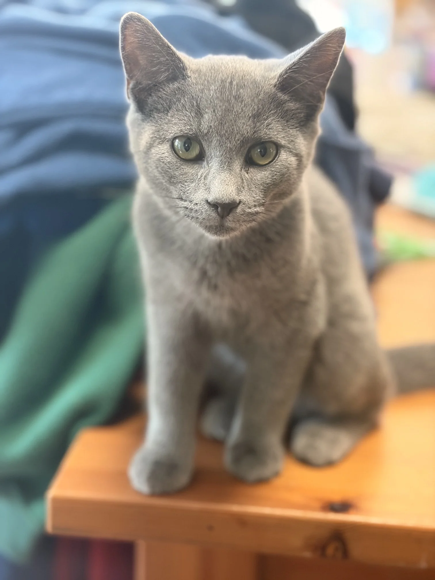 Smokey 2.jpeg