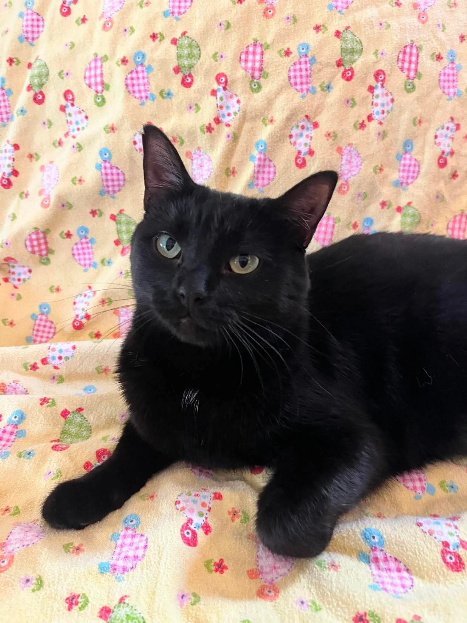 Mavis (bonded with Murphy)