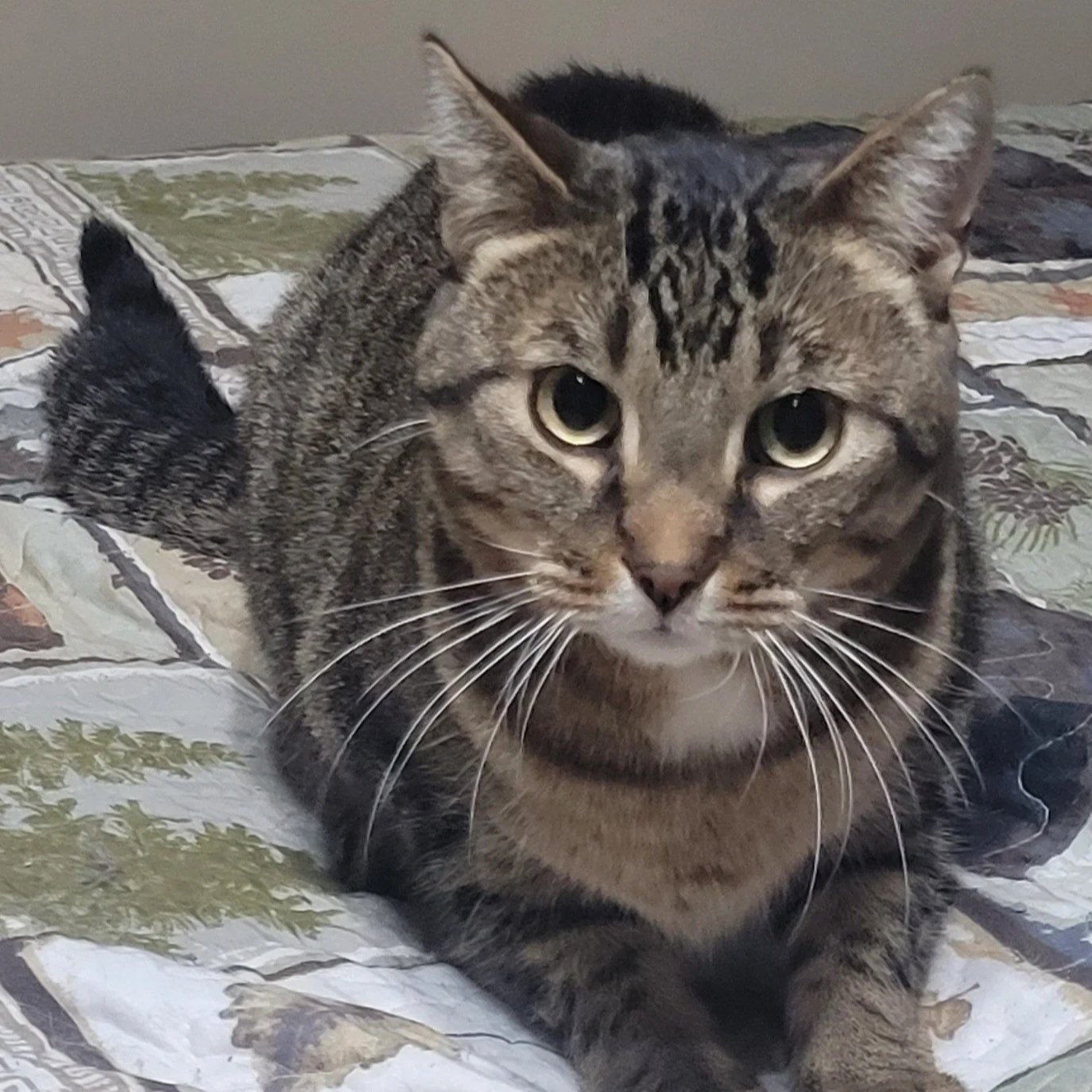 Bert (bonded with Mercedes)