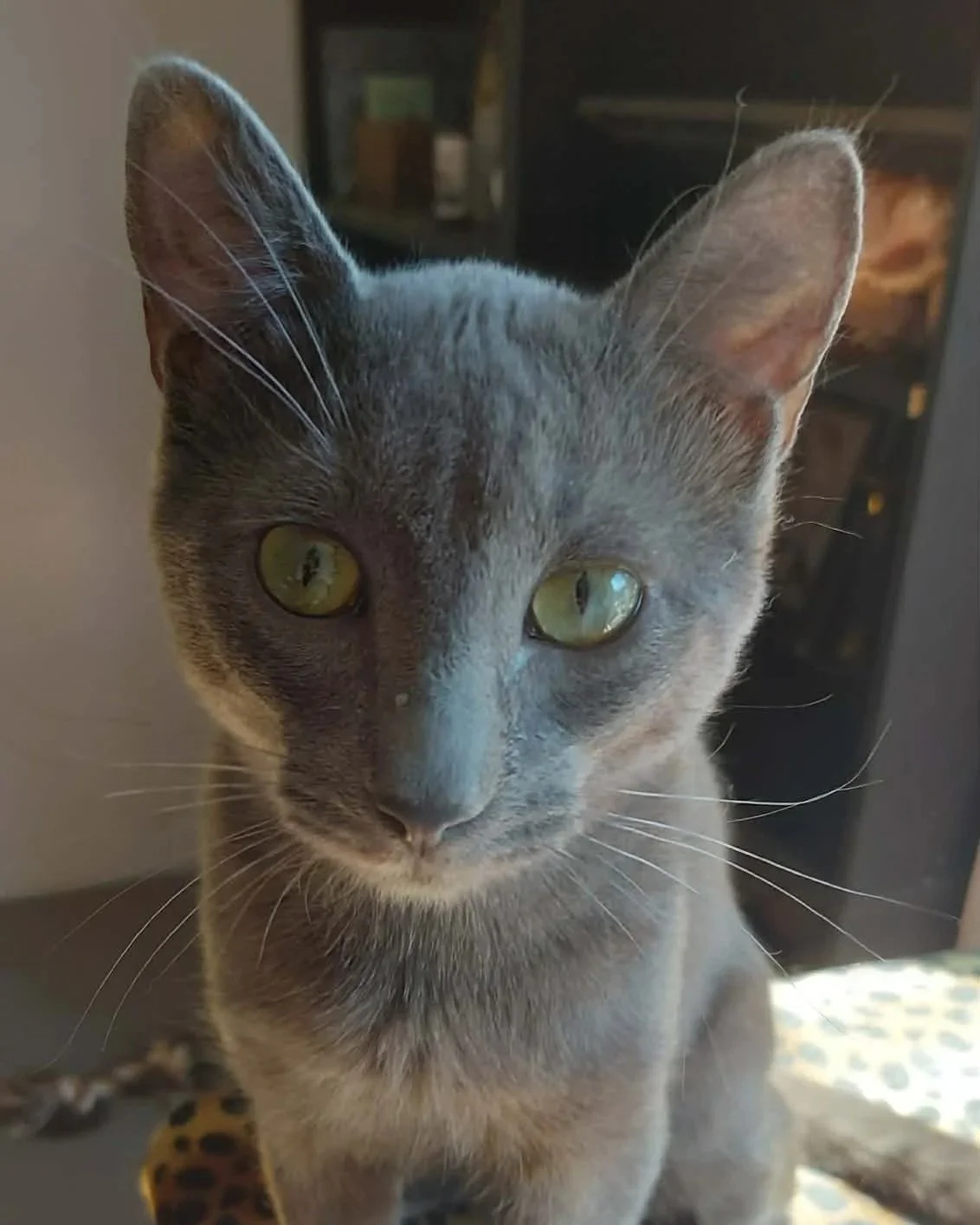 Pedro (bonded with Lorenzo)