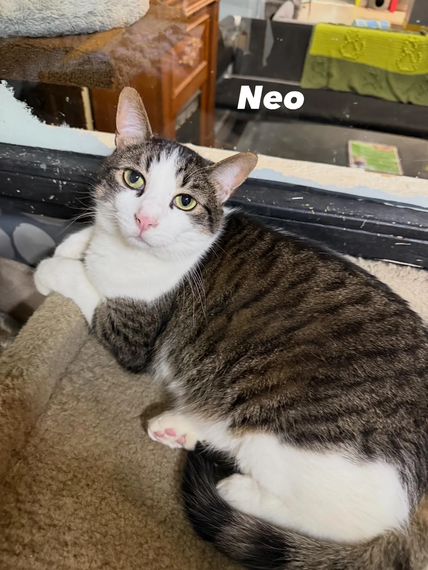 neo new 1.jpg