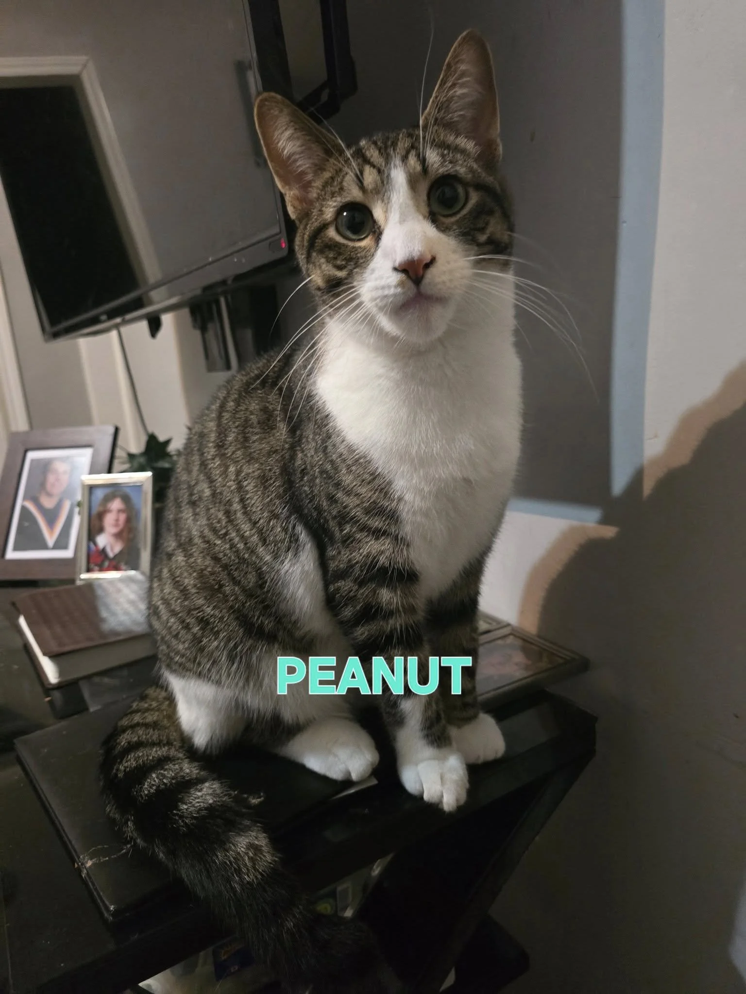 peanut .jpg