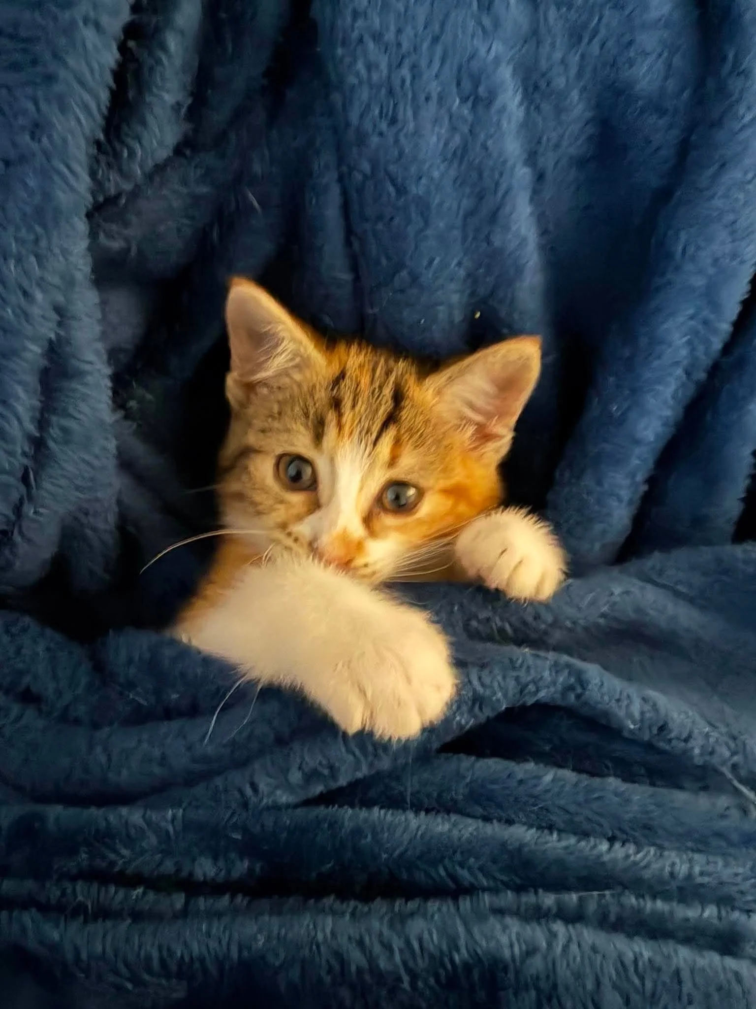 Callie