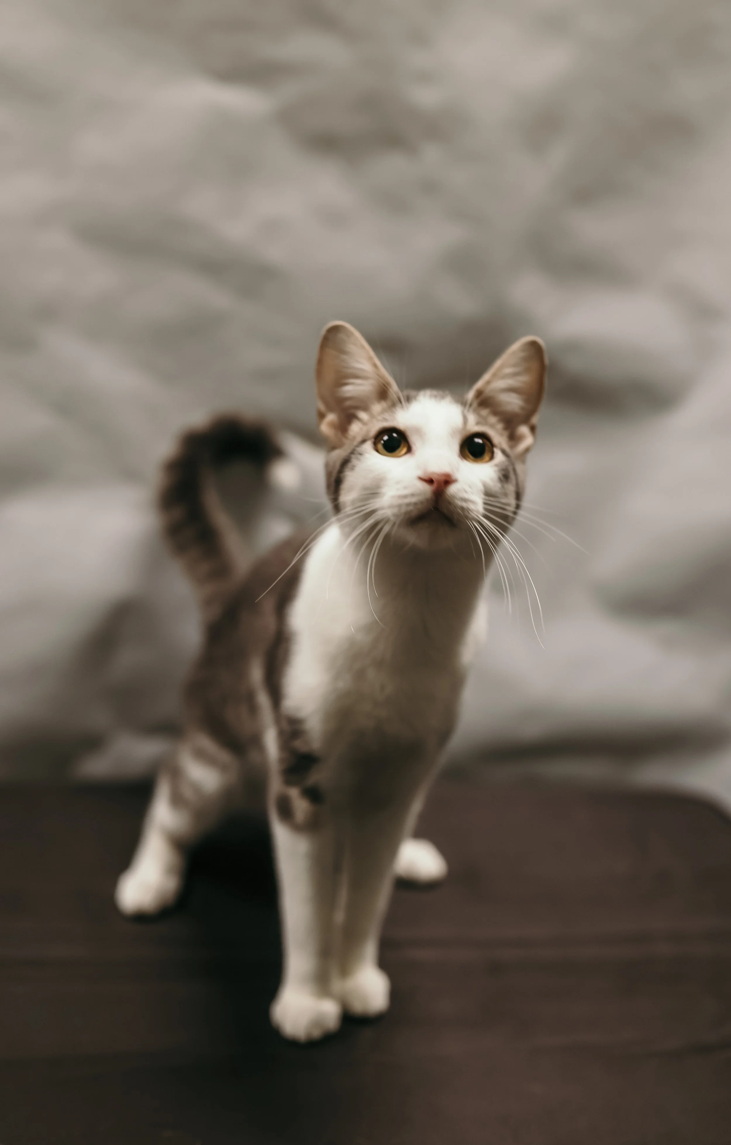 Mr. Cuddles