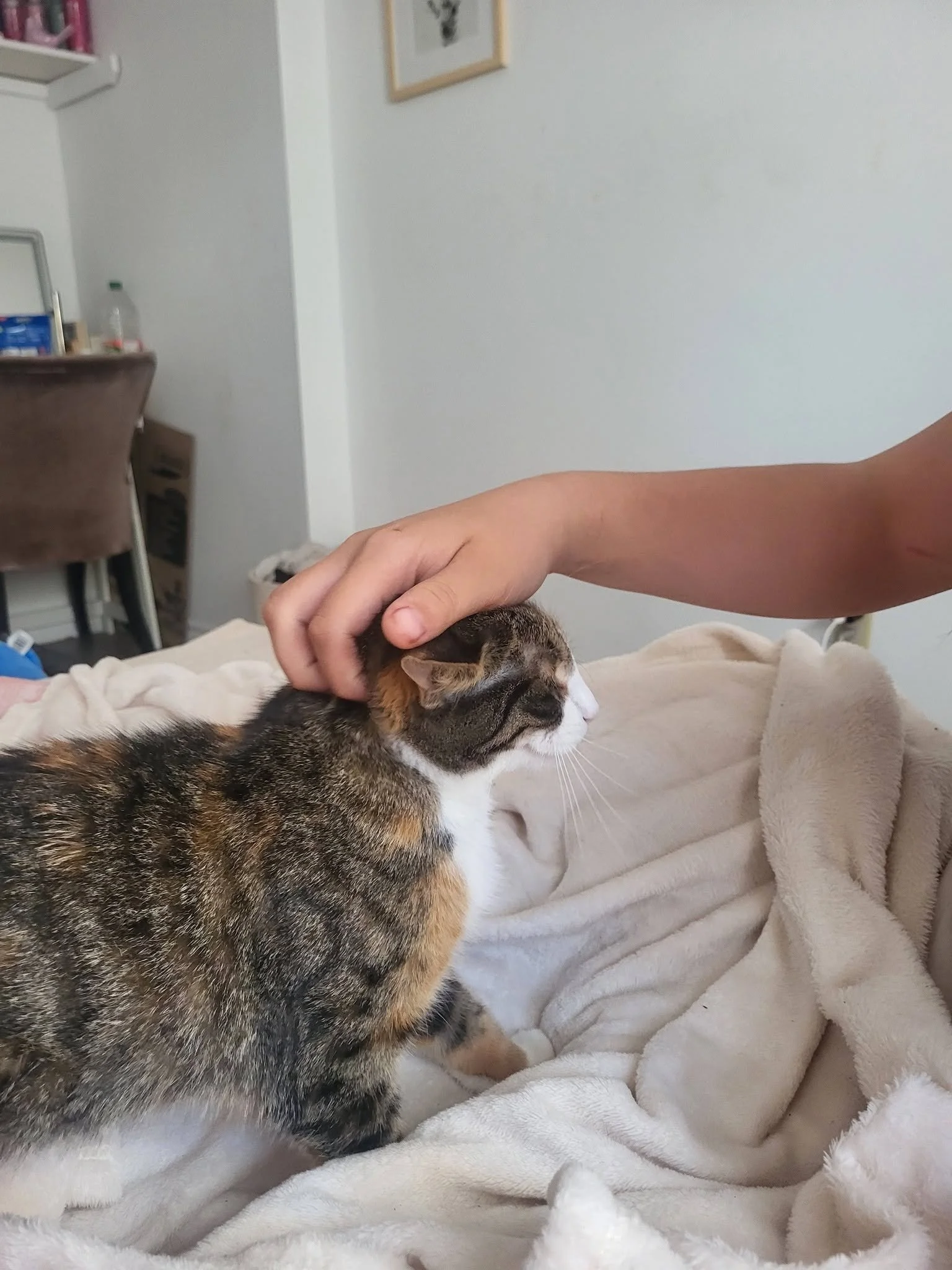 Zoey 6.jpg