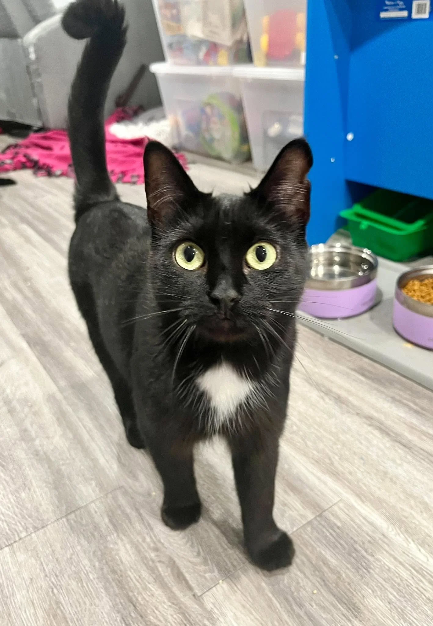 Ivy 2 (bonded with Beau)