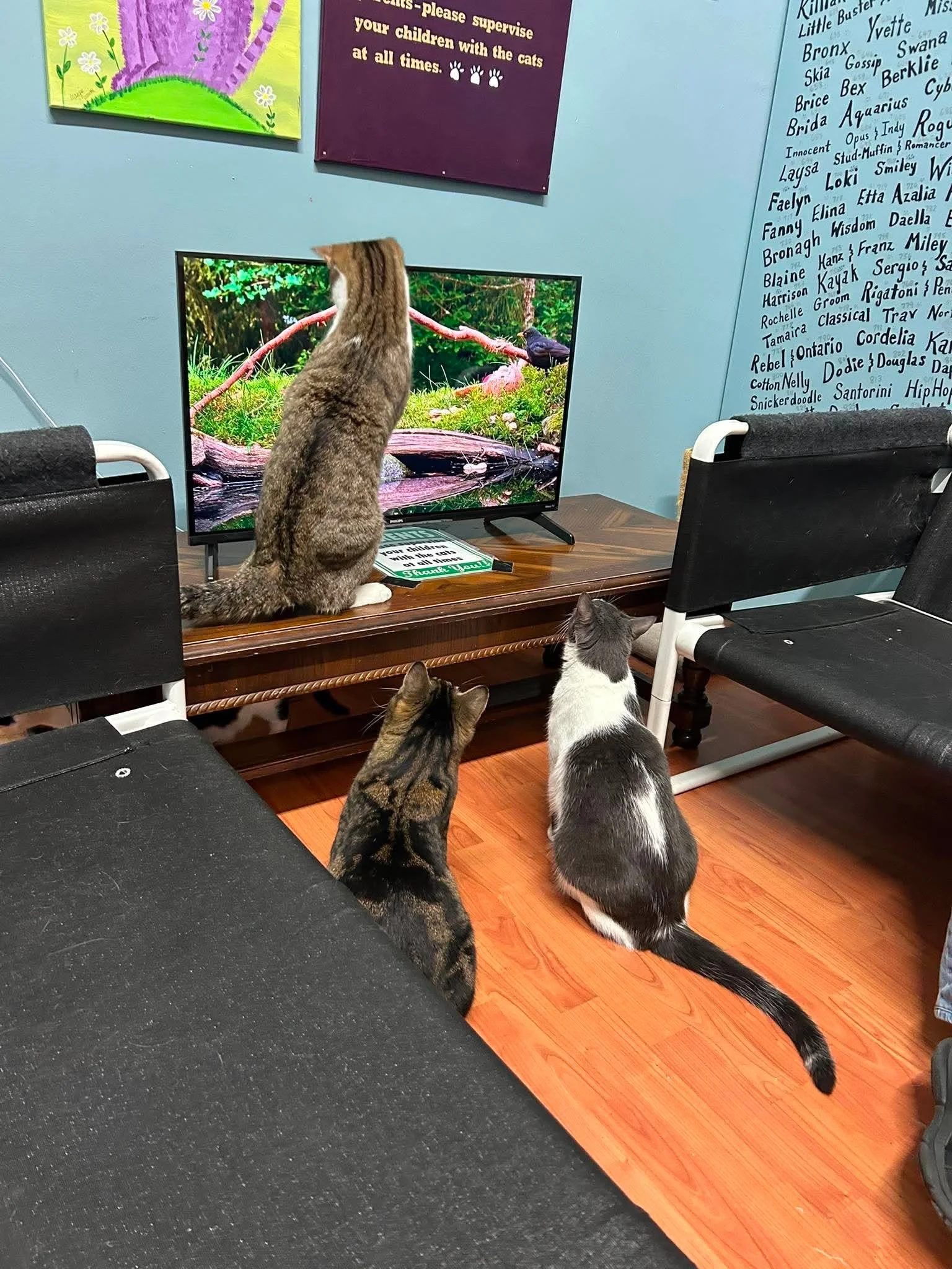 Rocky, Diamond & Oakley.jpg