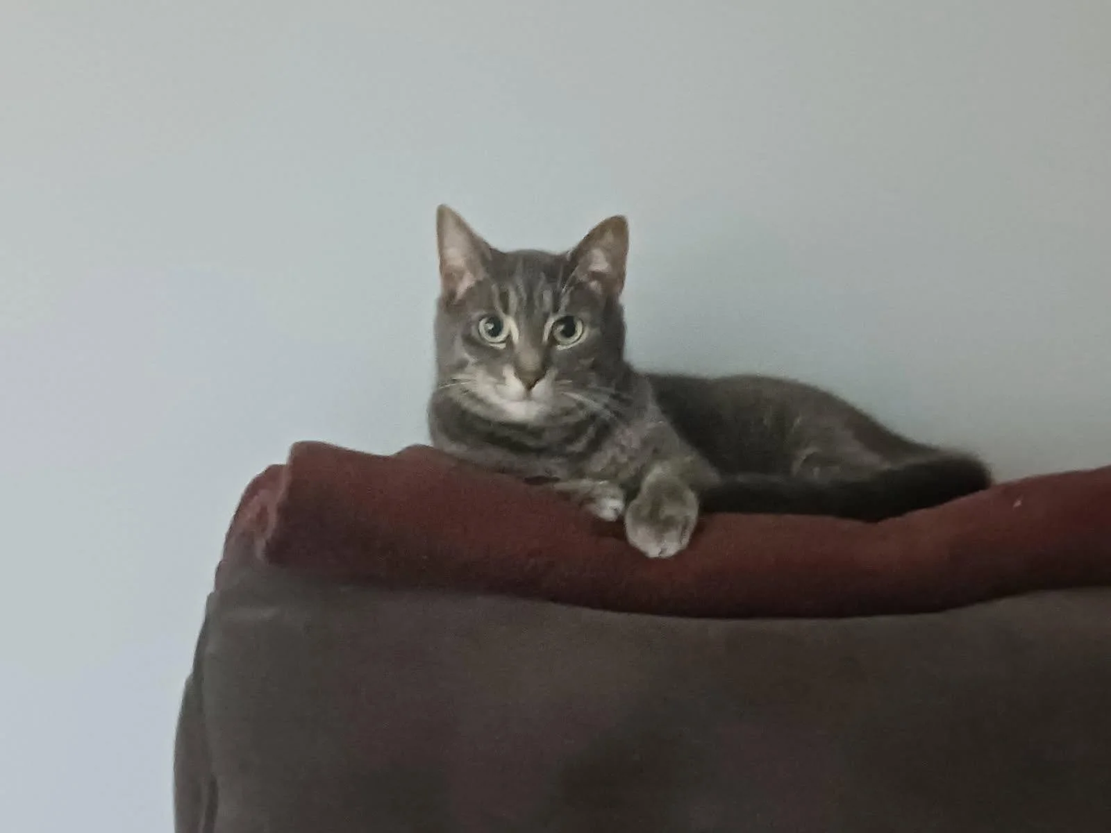 Lucy 3 (Bonded with Willow 2)