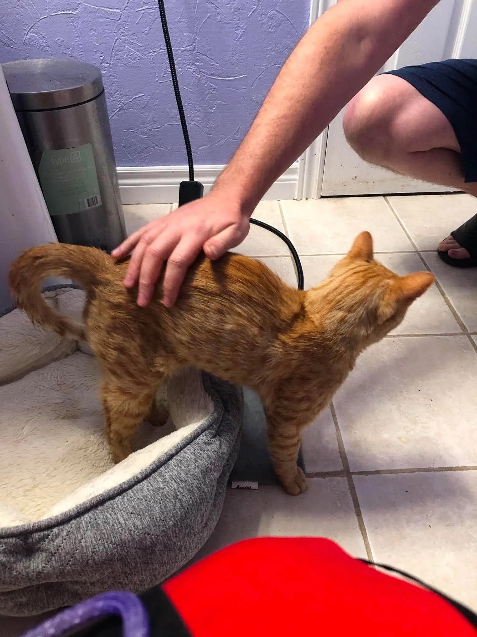 Tippy 4.jpg
