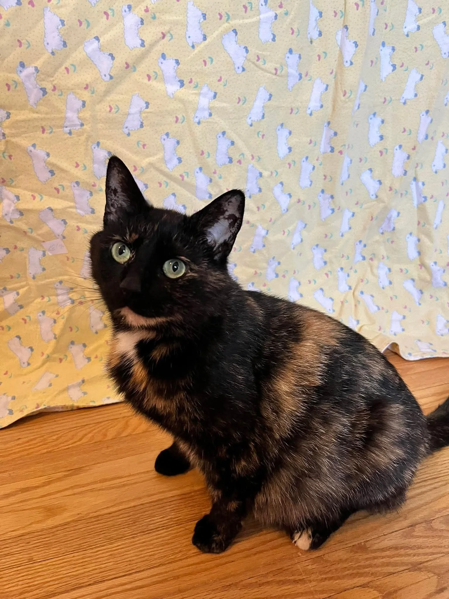 Buttercup 6.jpeg