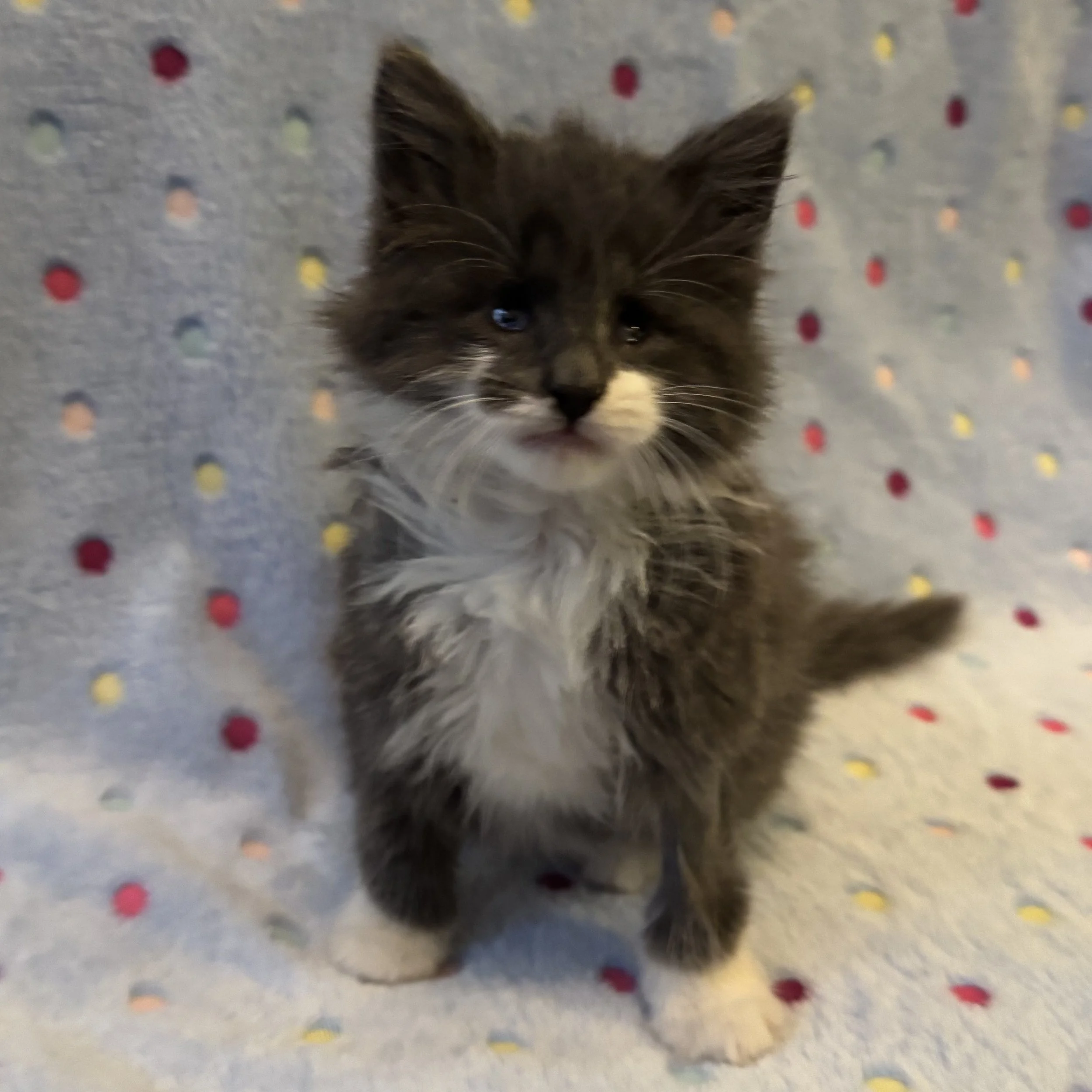 Gandalf the Grey 3.jpg