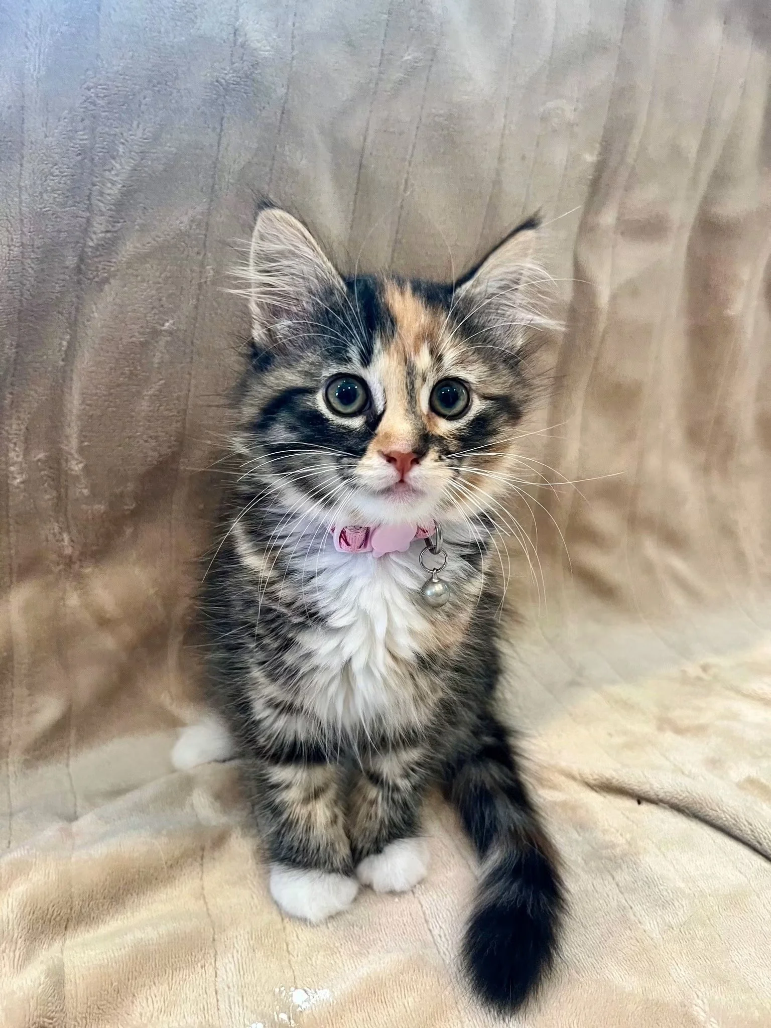 Bella