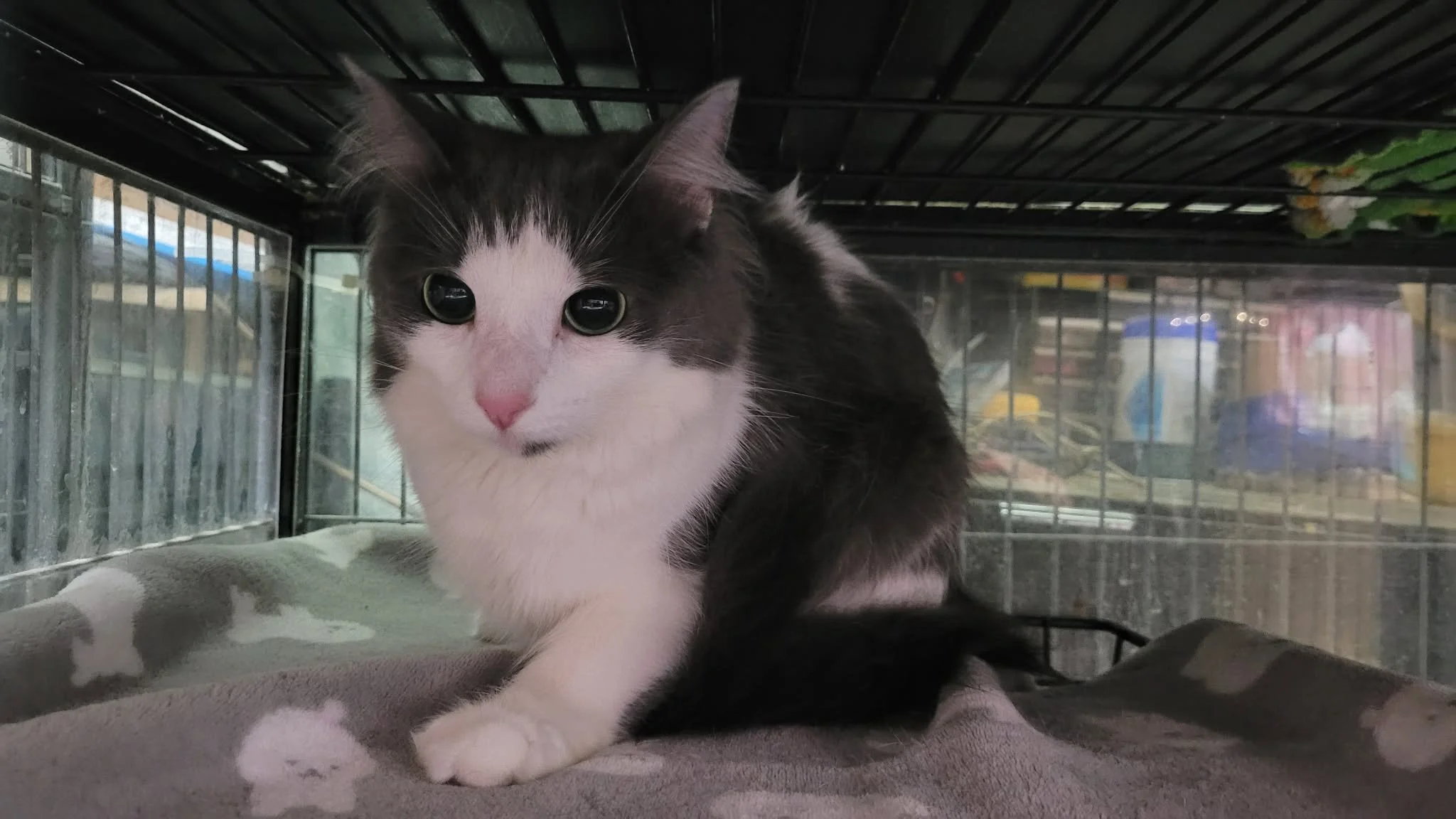 Floof 3.jpg