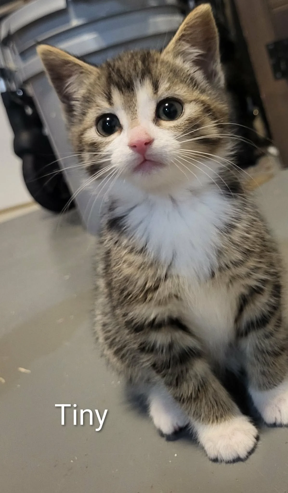 Tiny