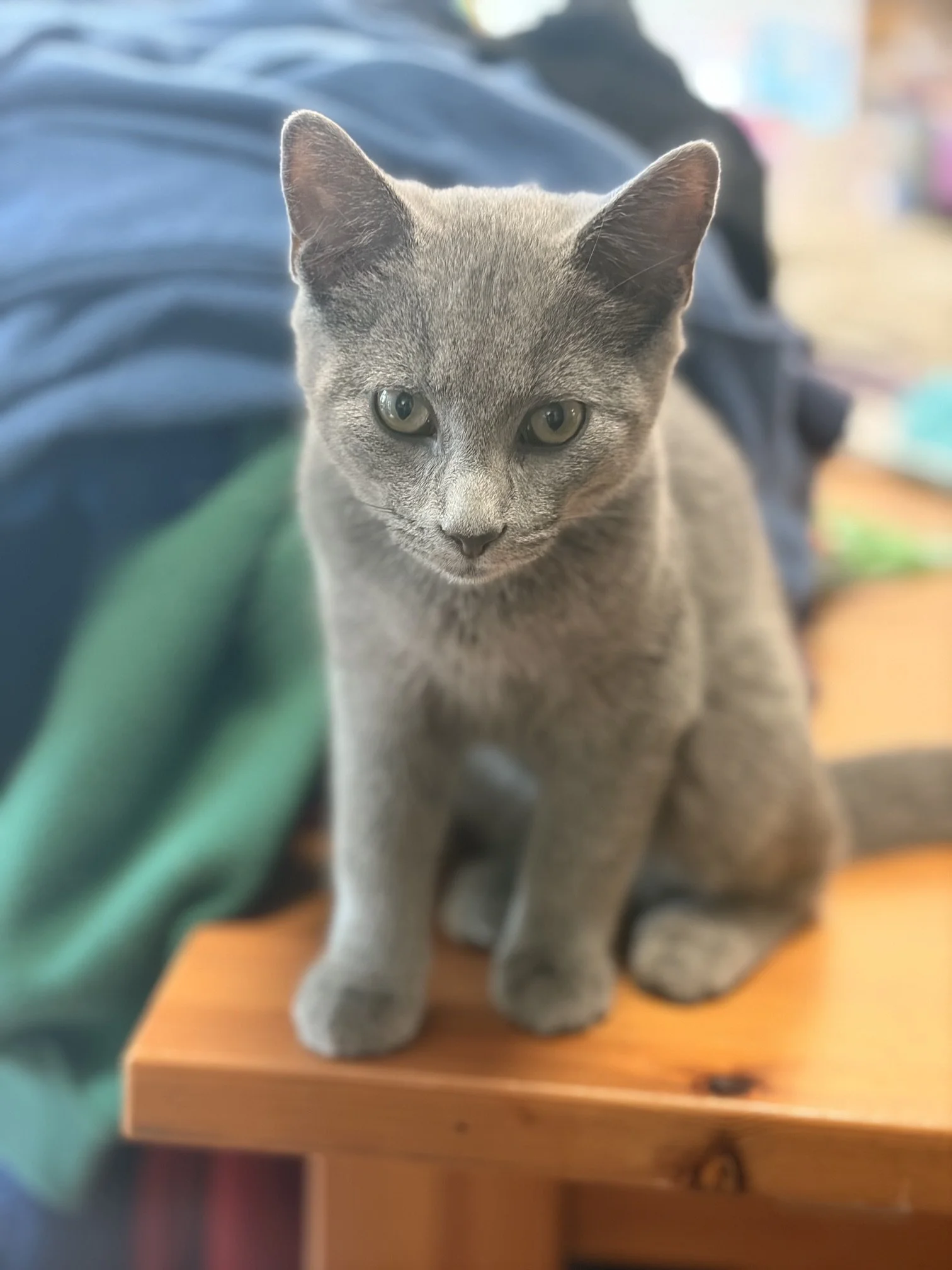 Smokey 4.jpeg