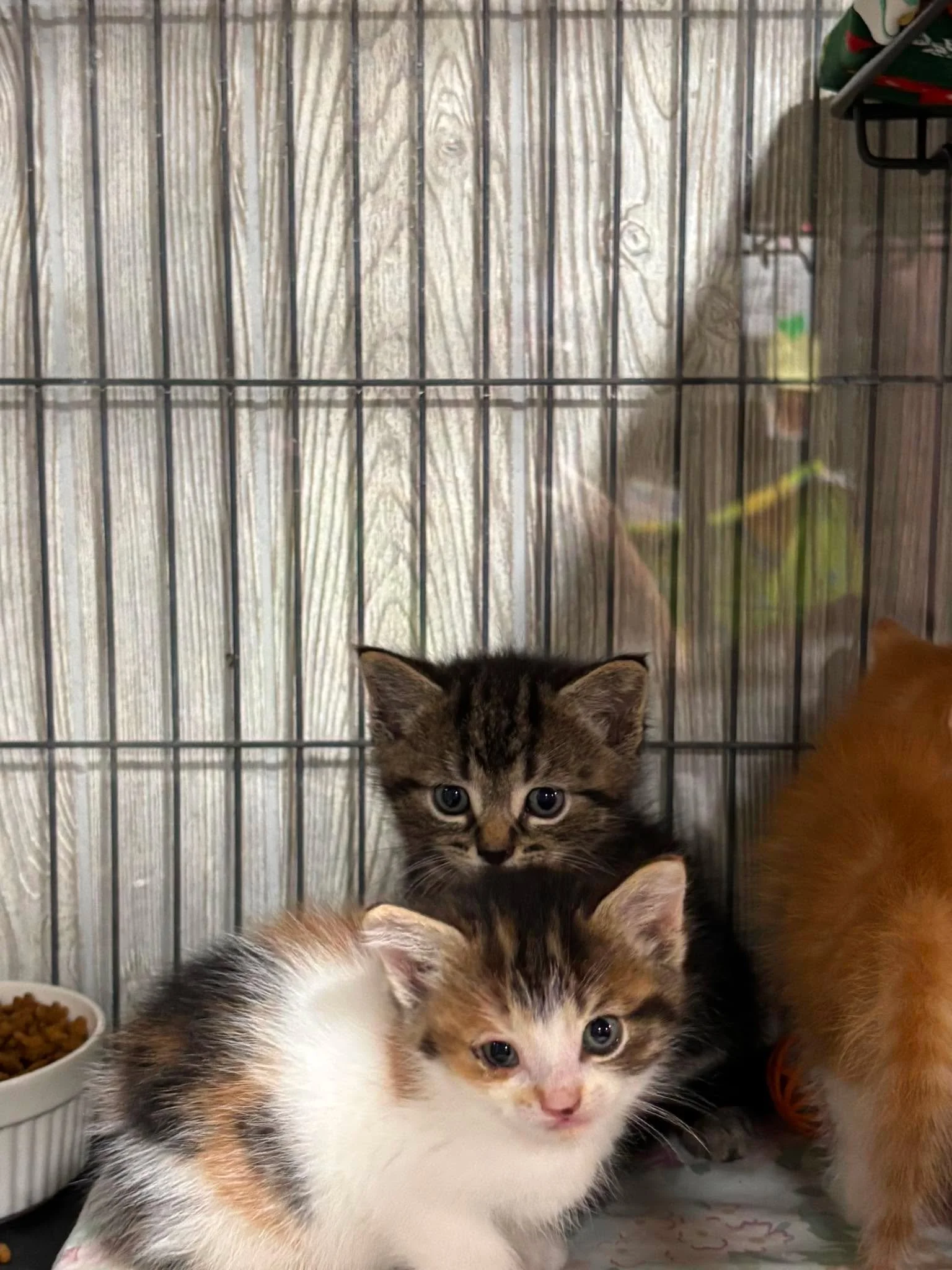 Hubba Bubba & Juicy Fruit.jpg