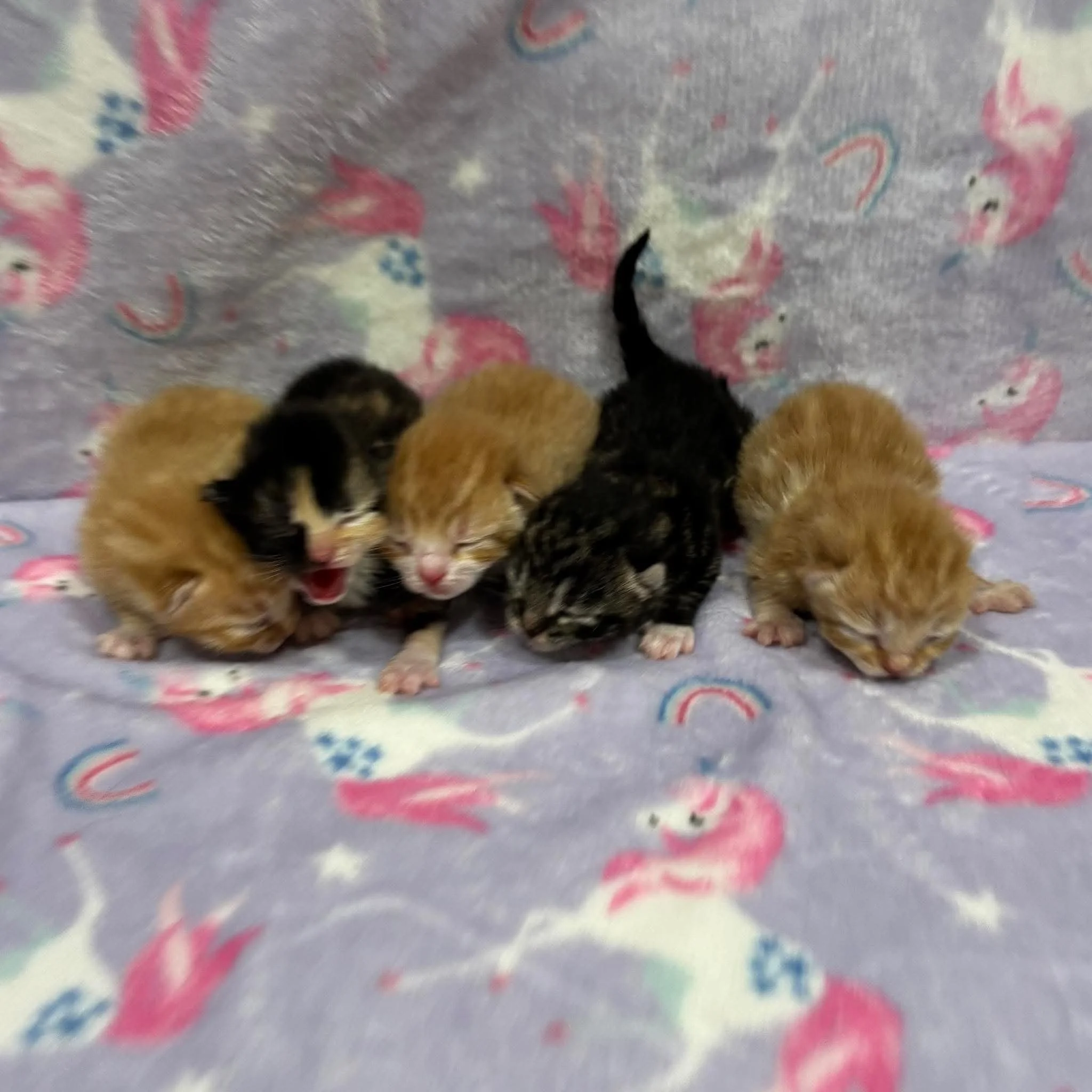 Cali, cheeto, Squeak, theo and Reese.jpeg