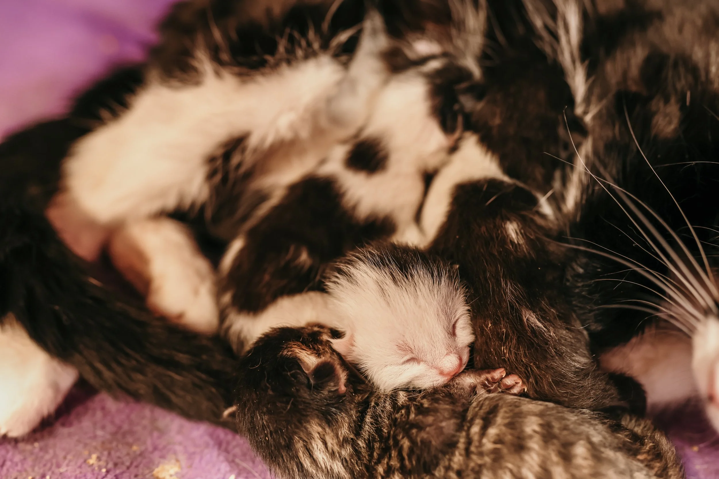 Cookie & Babies2.jpg