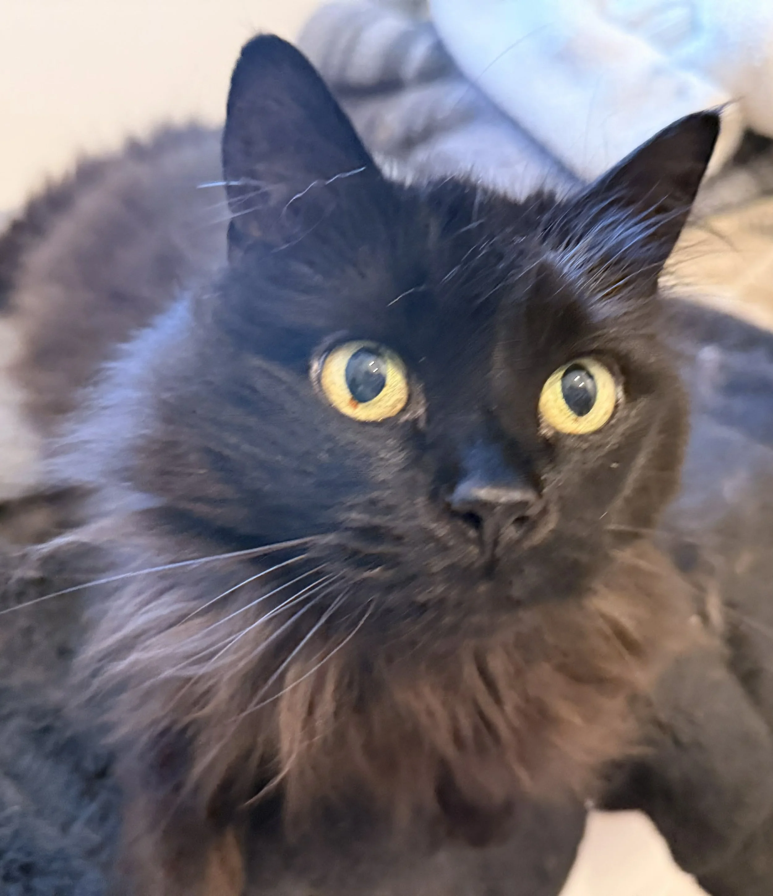 Minnie 2.jpg