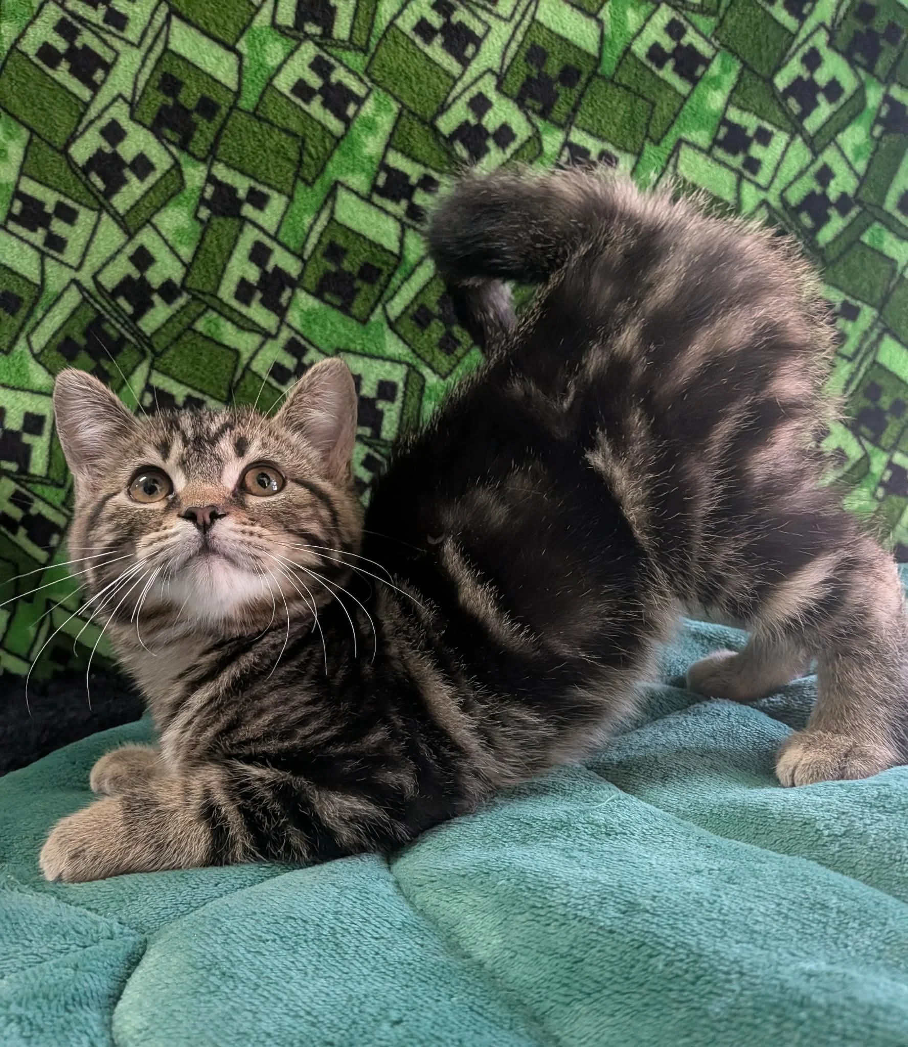 Phoenix 12.jpeg