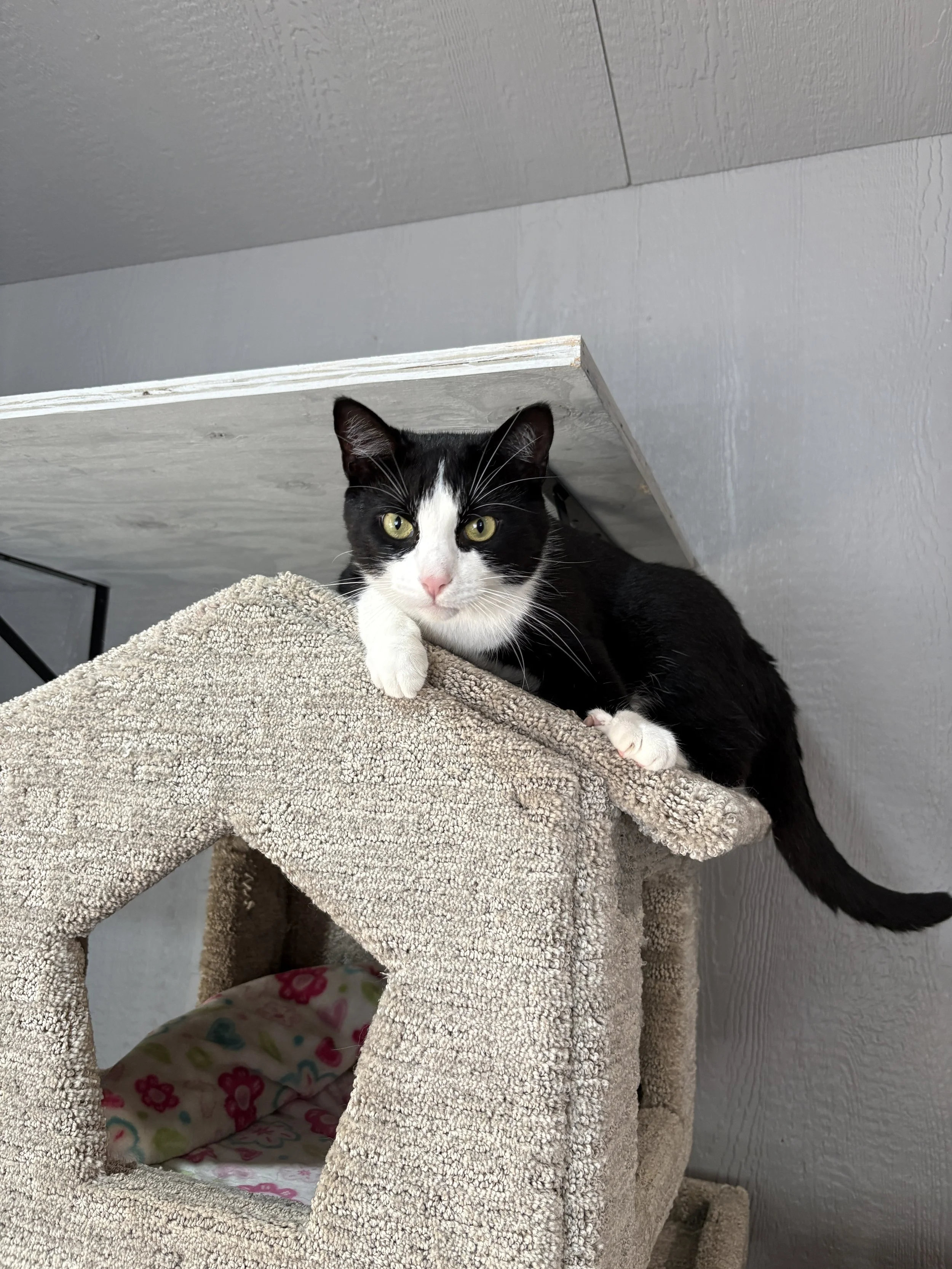Richard (bonded with Valentino)