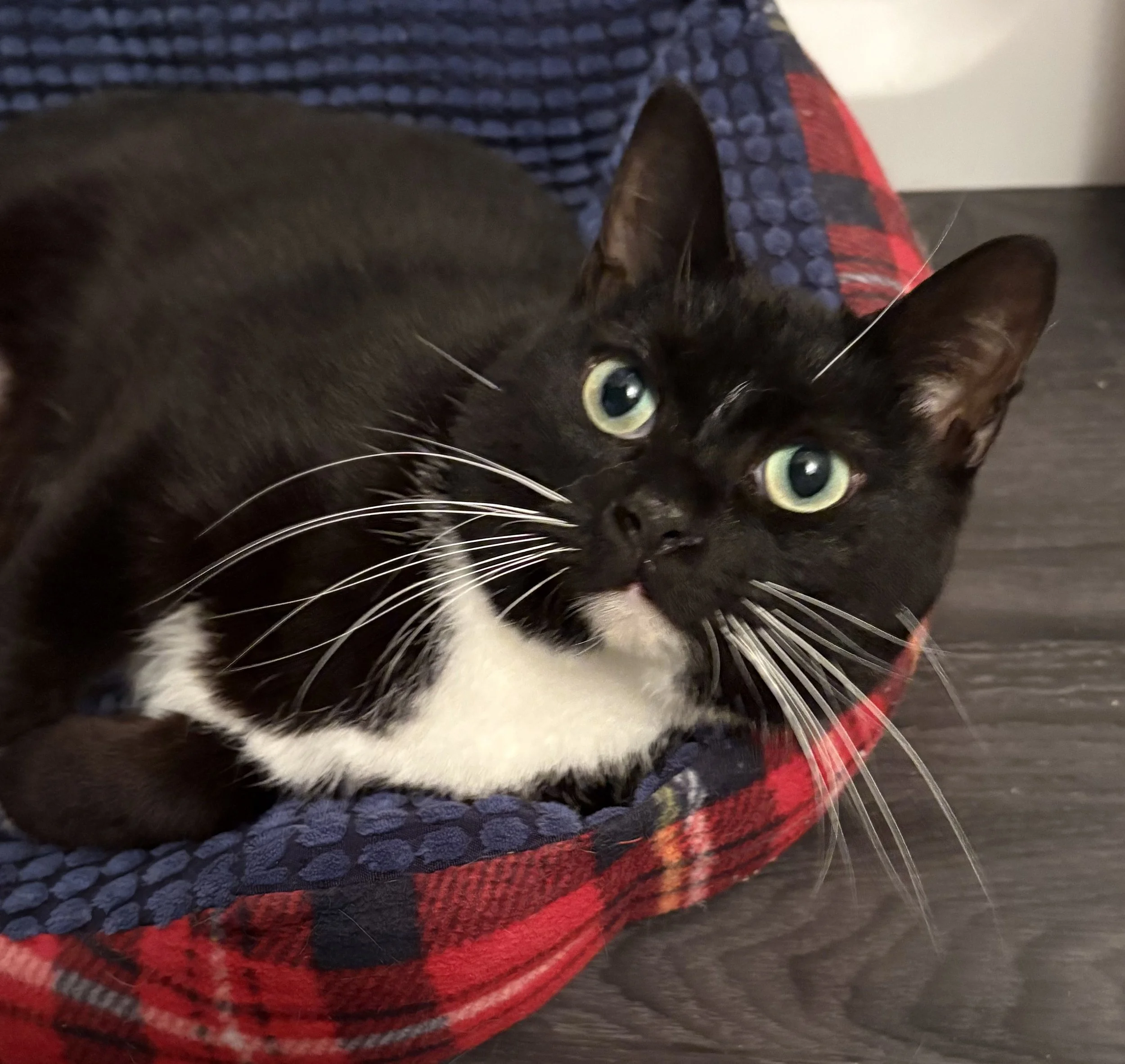 Lilith (bonded with Maverick 2)