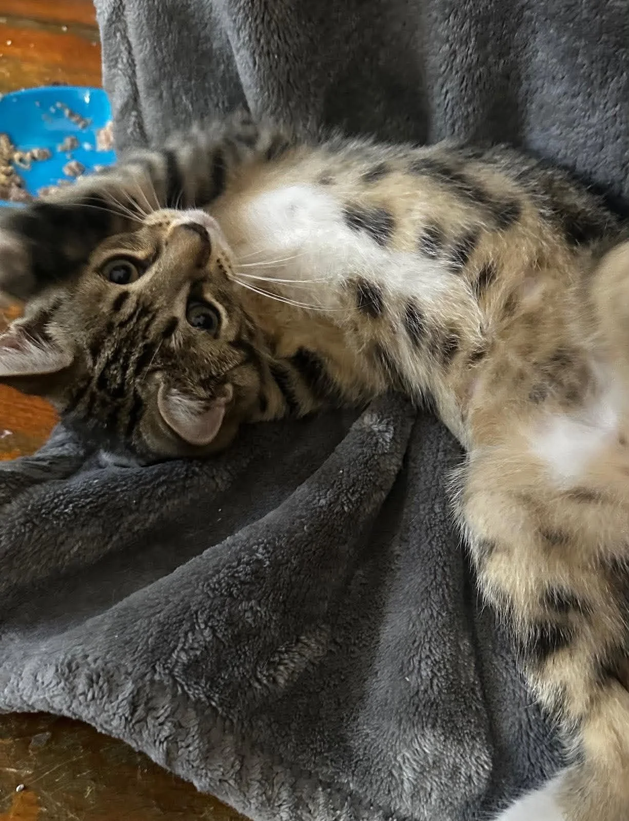 Tigger 2.jpg
